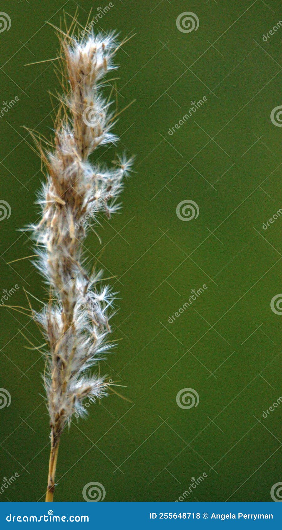 Seeds on the Tip of a Grass Stem Stock Photo Image of head, plant