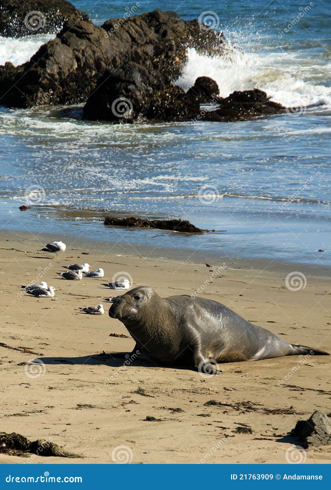 Seeelefant Stockbild. Bild Von Amerikanisch, Sugetiere - 21763909