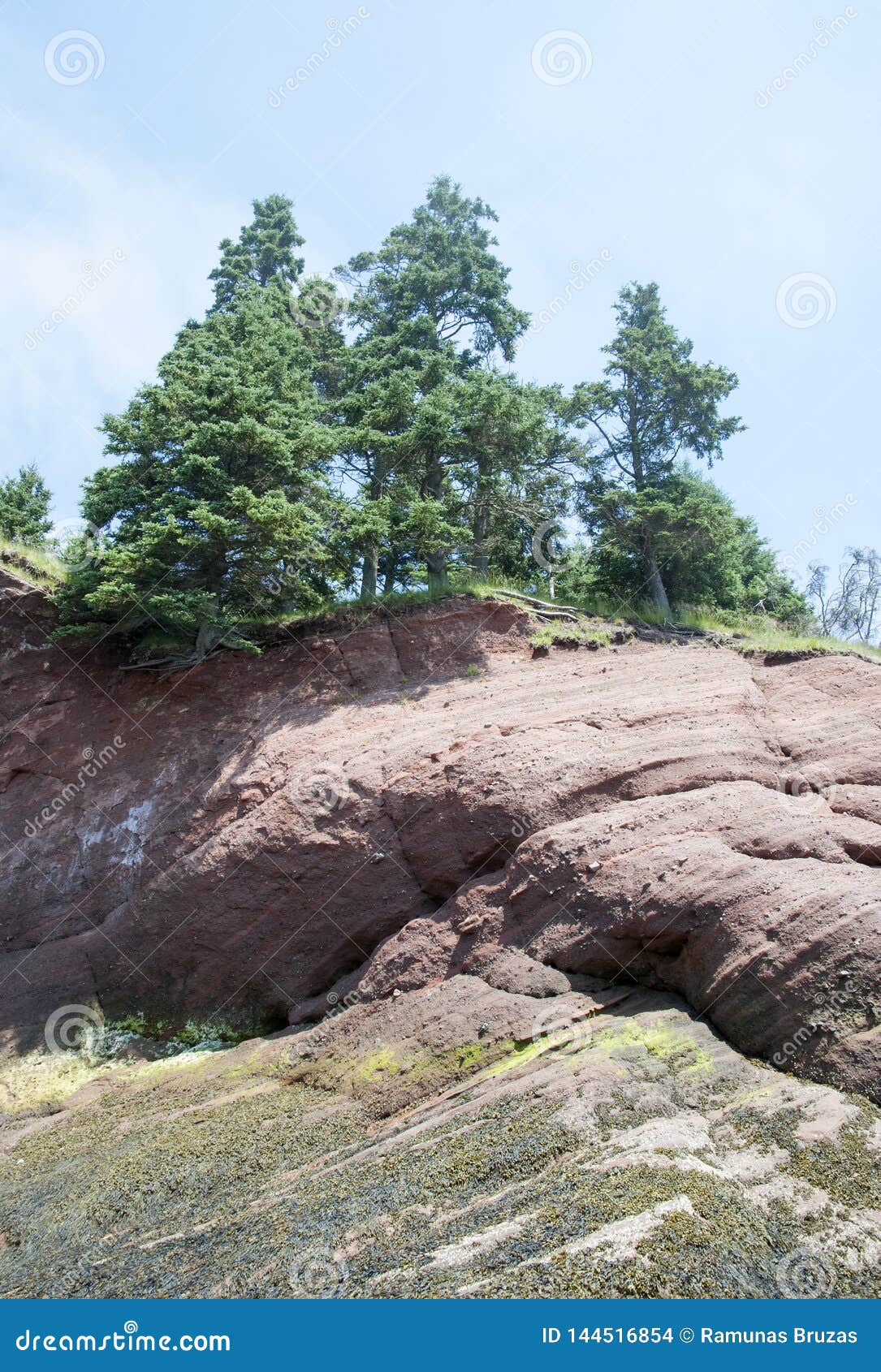 Seehöhlen Str. Die Bäume, die am Rand eines Felsens im St- Martinsstadtmeer wachsen, höhlt Park New-Brunswick, Kanada aus