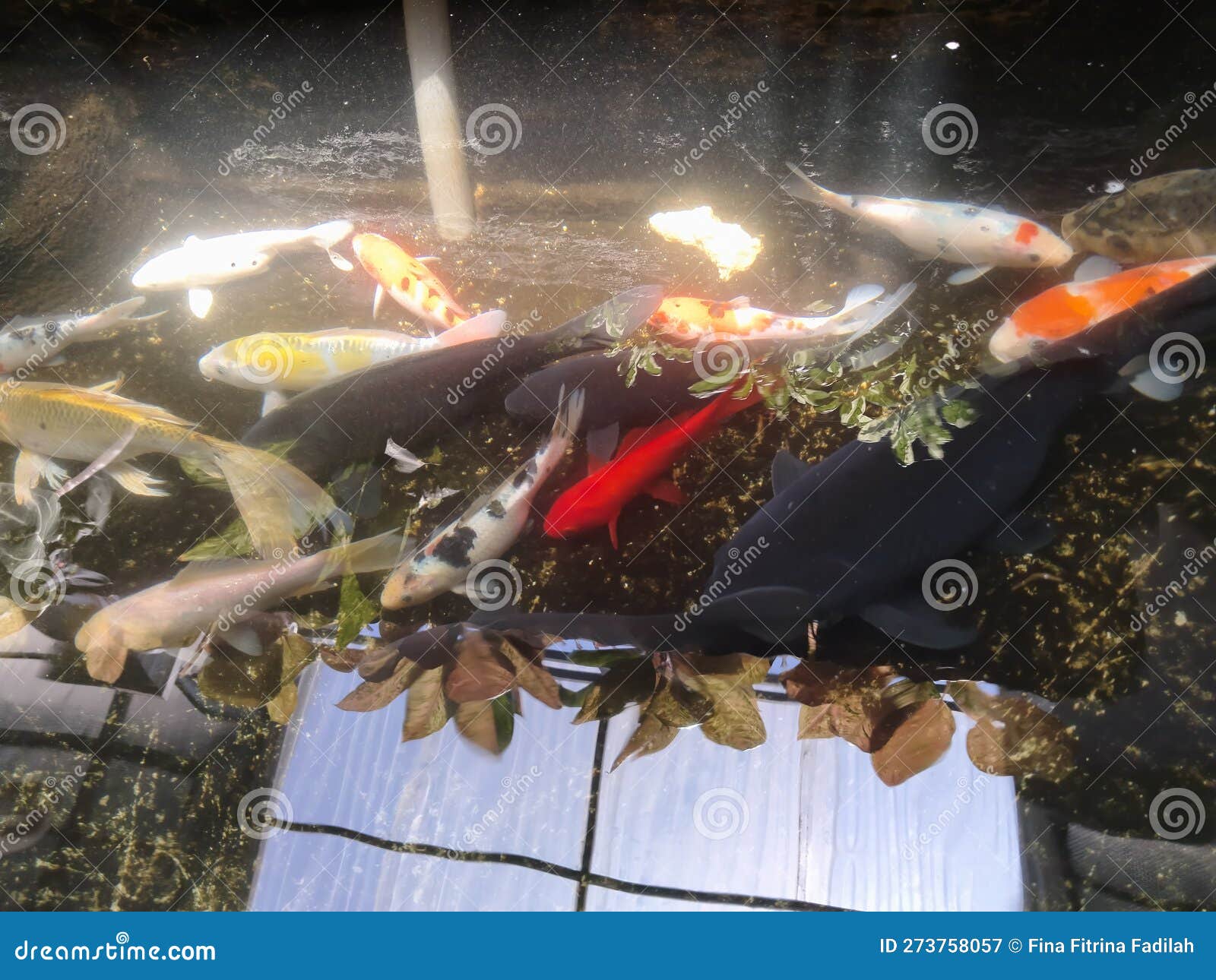 Seeing a Fish Pond with Shadows of Plants Stock Image Image of pond