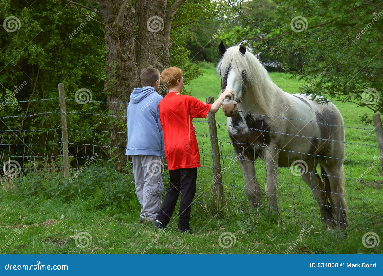 Seeing the Horse stock photo. Image of childhood, animals 834008