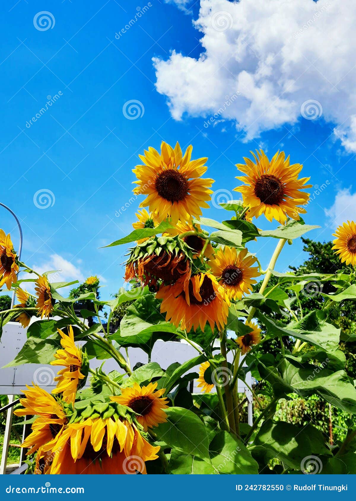 Seeing Sunflowers in the Morning Stock Photo Image of yellow