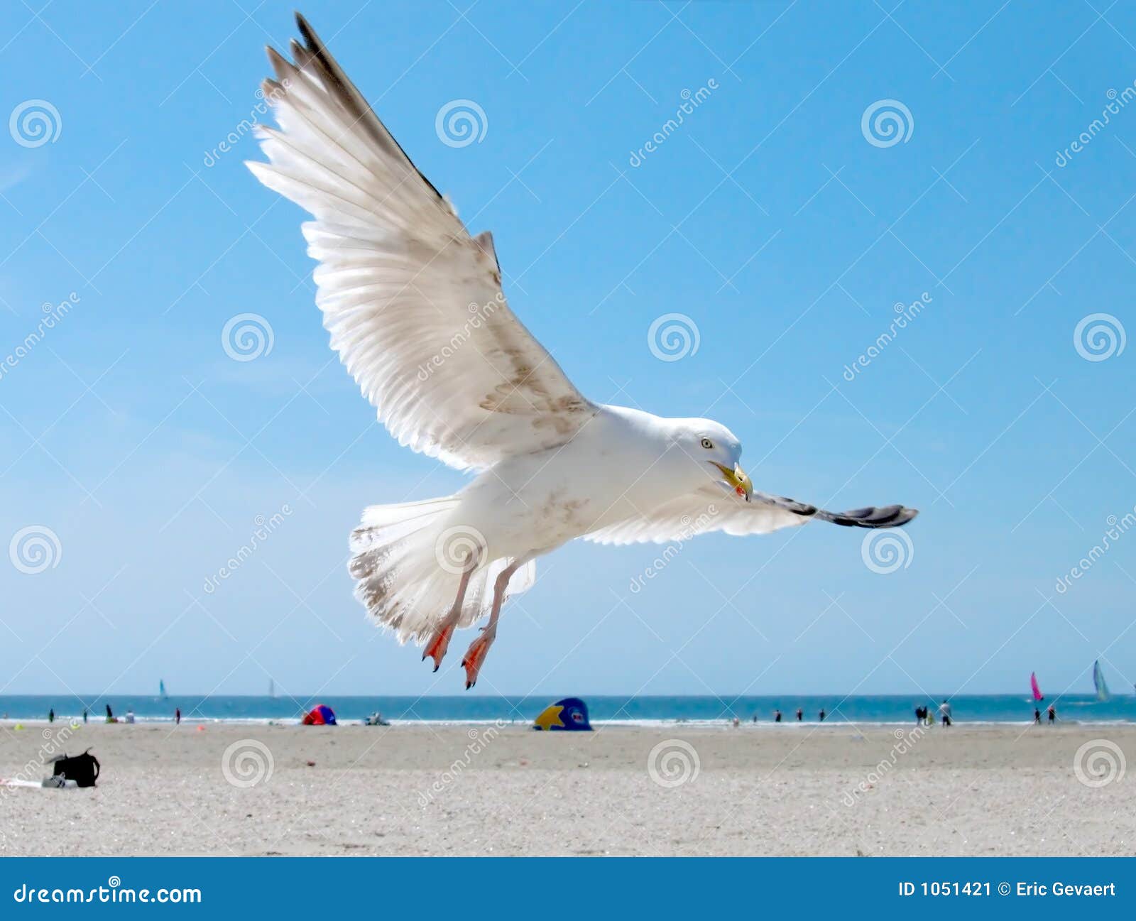 Seemöwe auf dem Strand. Seemöwe breitet seine Flügel auf dem Strand aus