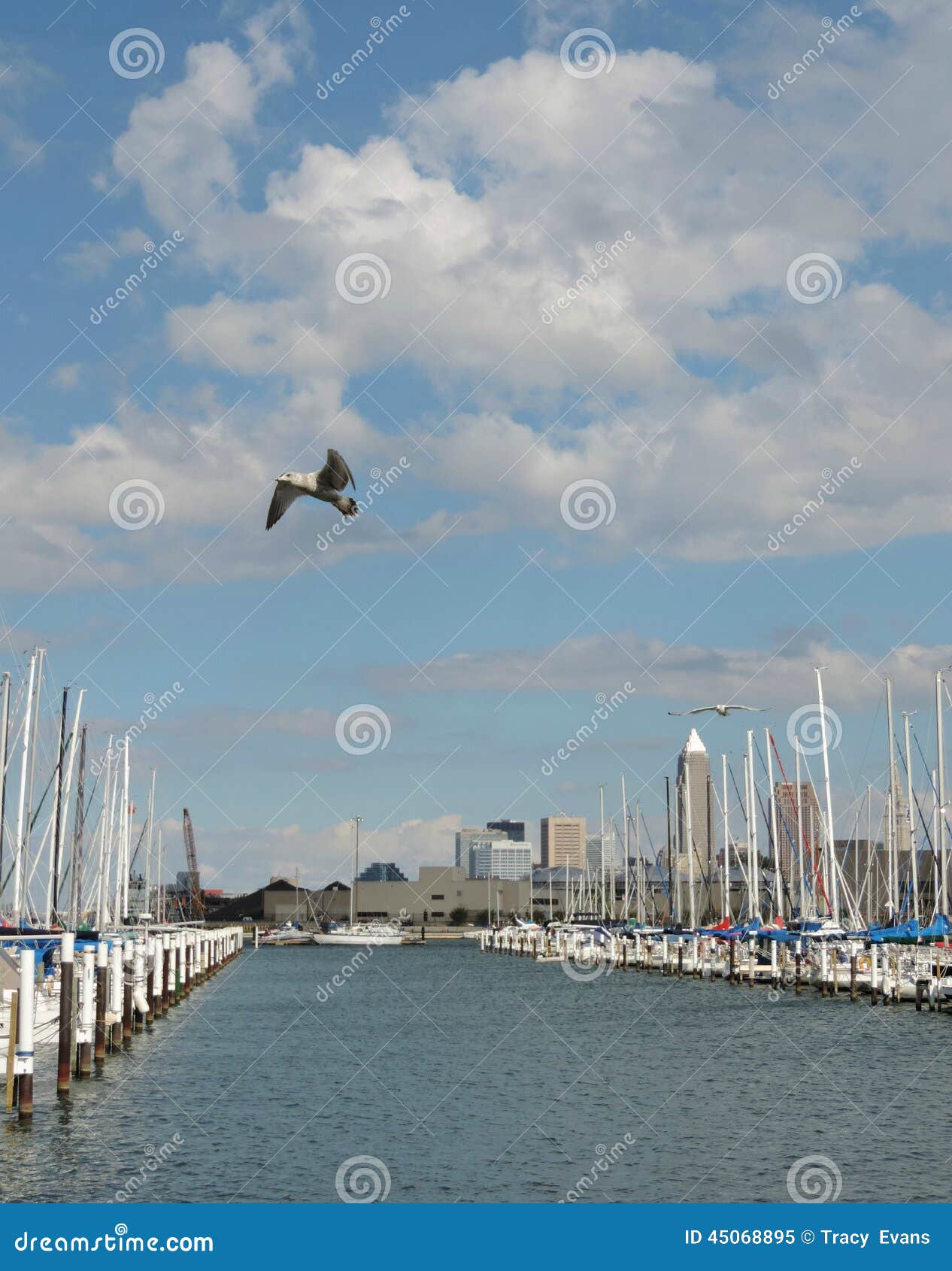 Seemöwen u. Segelboote. Eine szenische Ansicht von im Stadtzentrum gelegenem Cleveland im Abstand, in den Seemöwen, die friedlich gegen einen ursprünglichen blauen Himmel fliegen u. in den Reihen von den Segelbooten, die das Wasser an einem Yachtclub auf dem Eriesee zeichnen