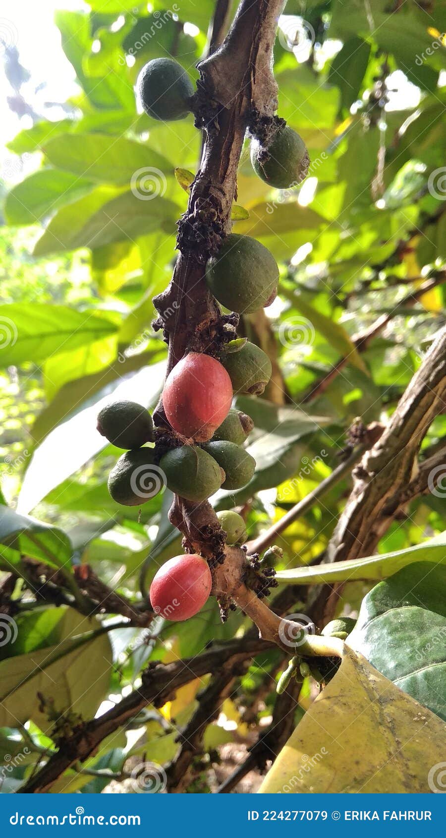 Seen Coffee Cherries in the Garden and Very Ripe Stock Image Image of