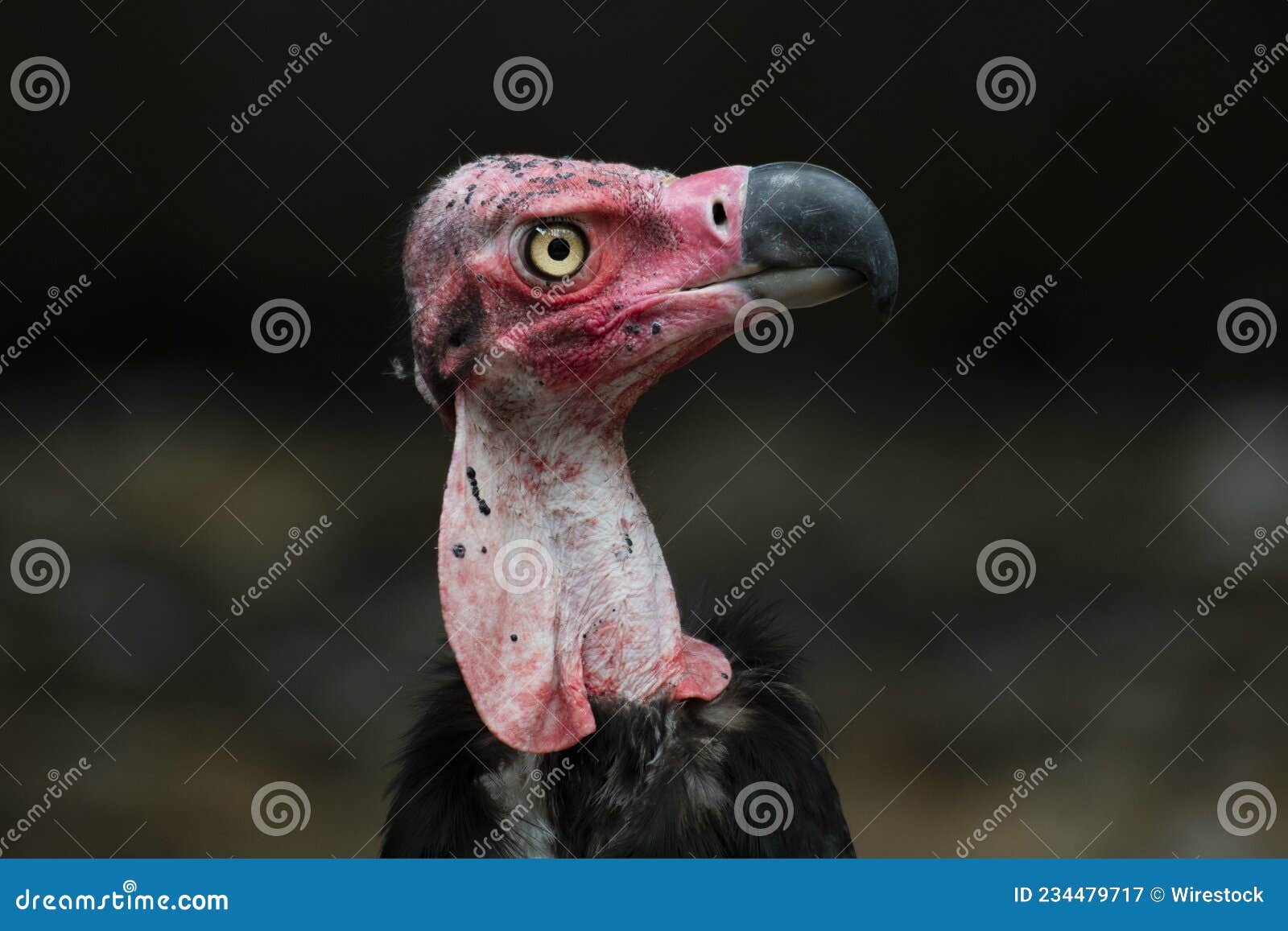 red-headed vulture, sarcogyps calvus, thailand