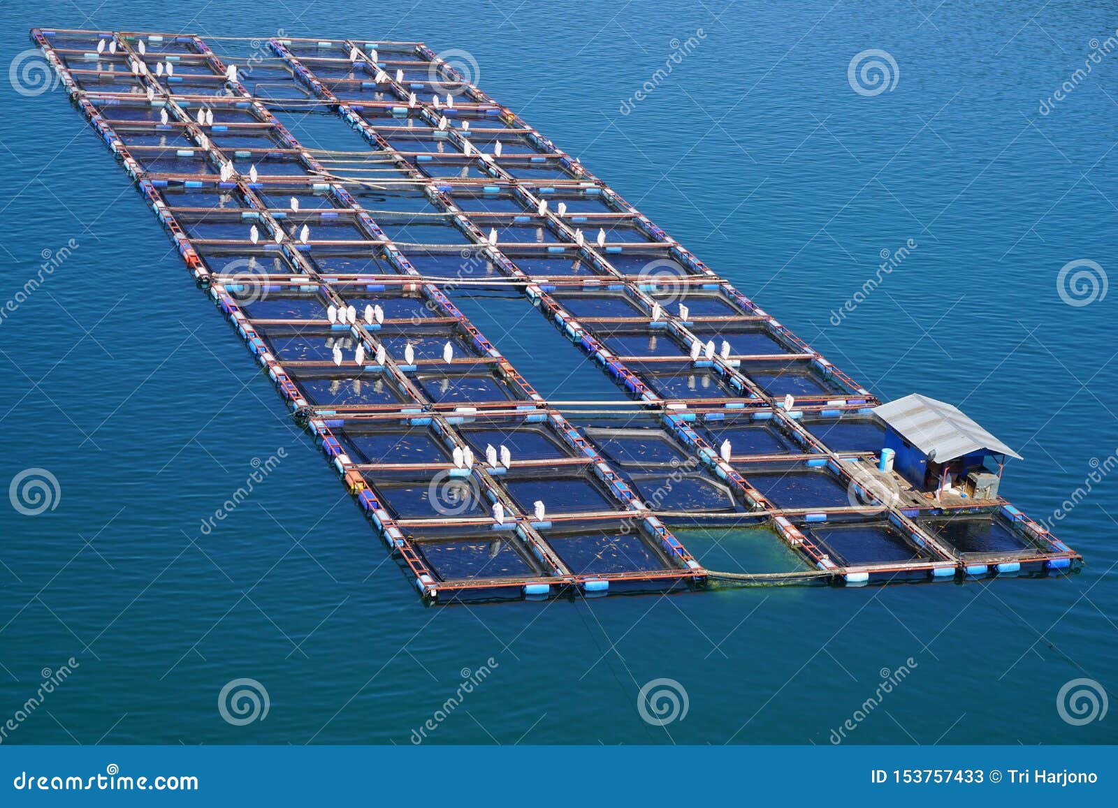 Seen from the Top a Group of Floating Net Cages on Lake Toba. this Cage is  Used for Fish Farming Stock Image - Image of view, floating: 153757433