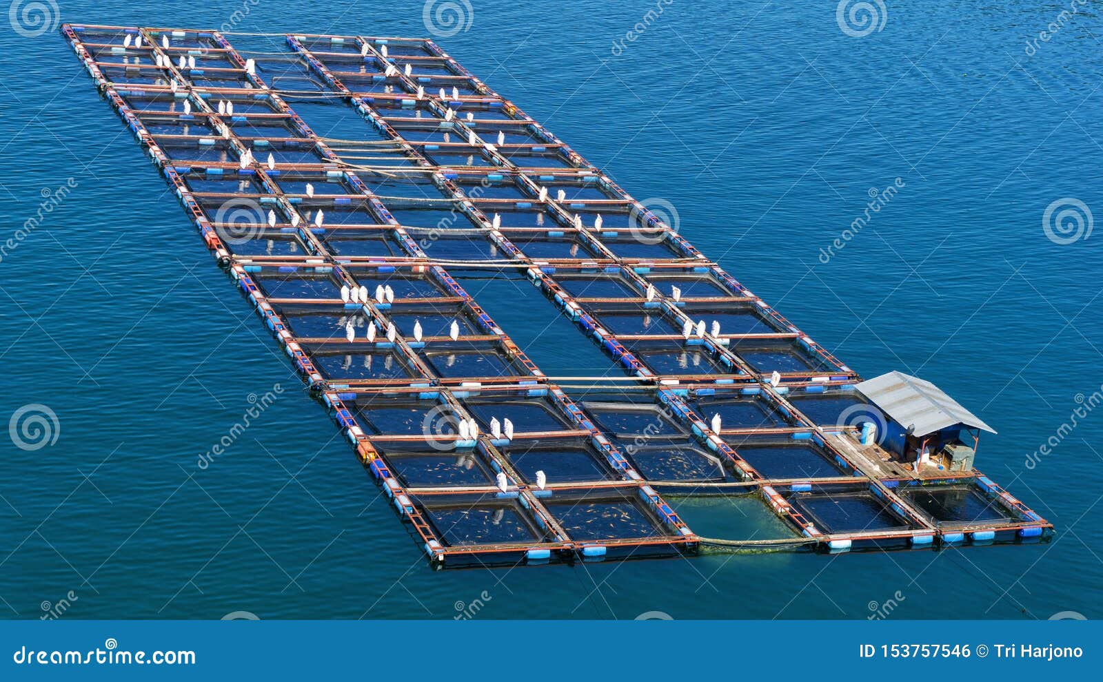 Seen from the Top a Group of Floating Net Cages on Lake Toba. this Cage is  Used for Fish Farming Stock Photo - Image of recreation, sumatera: 153757546