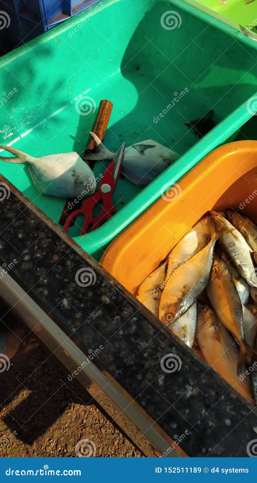Seer Fish Getting Ready for Curry Stock Image Image of curry, seer 152511189