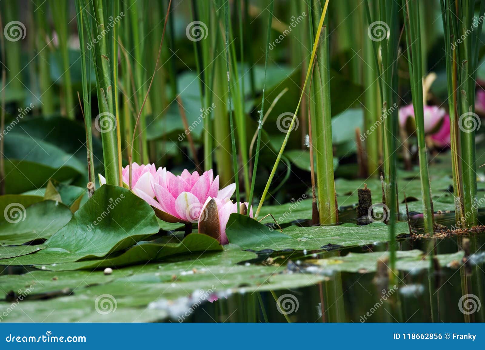 Seerose, Die Auf Einen See Schwimmt Stockfoto Bild von makro, blätter