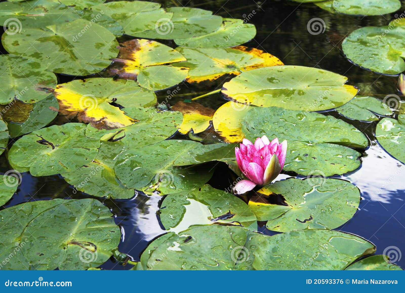 SEEROSE IN EINEM TEICH Bild. Bild 20593376