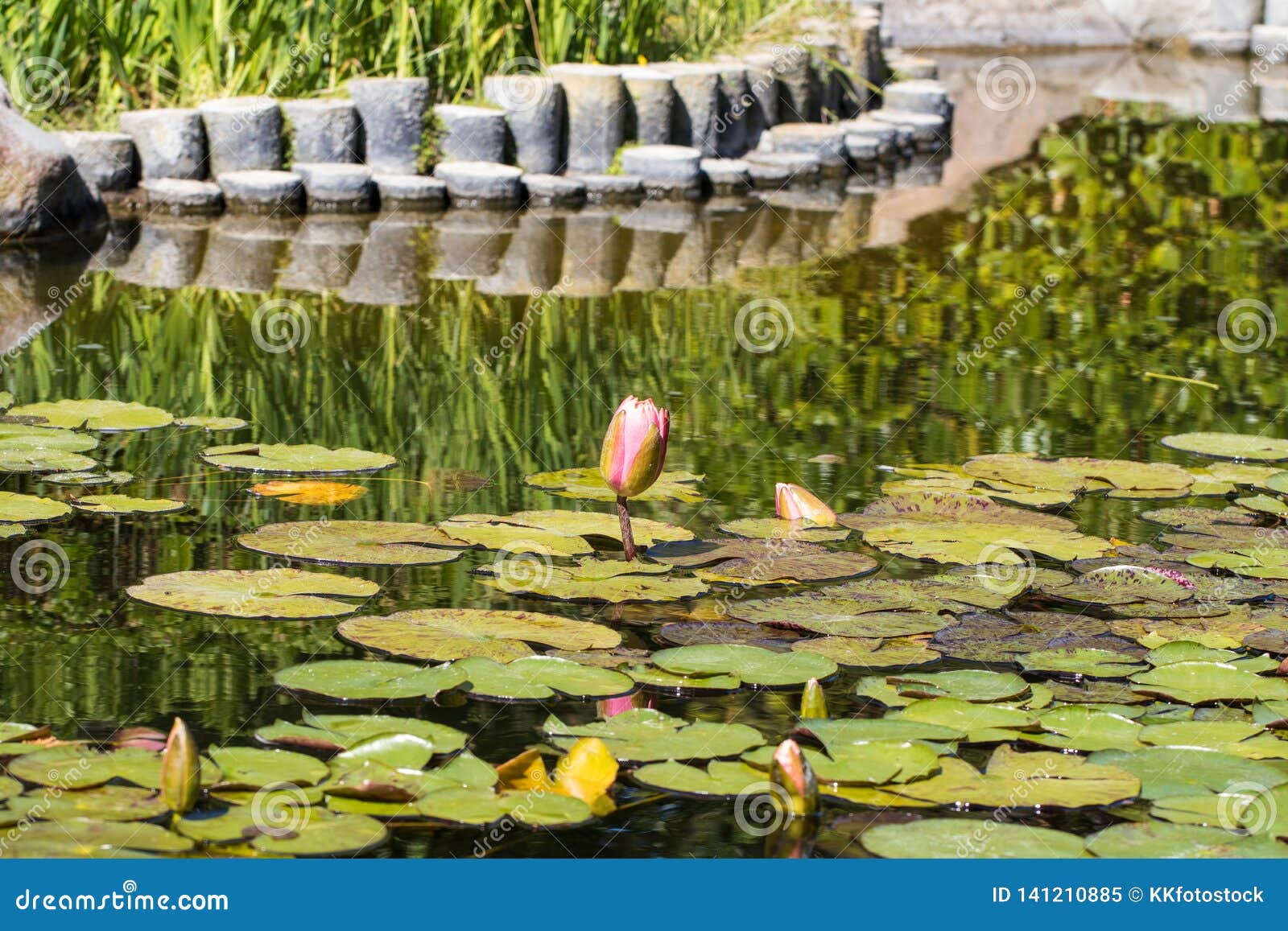 Seerose in KoiTeich stockbild. Bild von laub, wasser 141210885