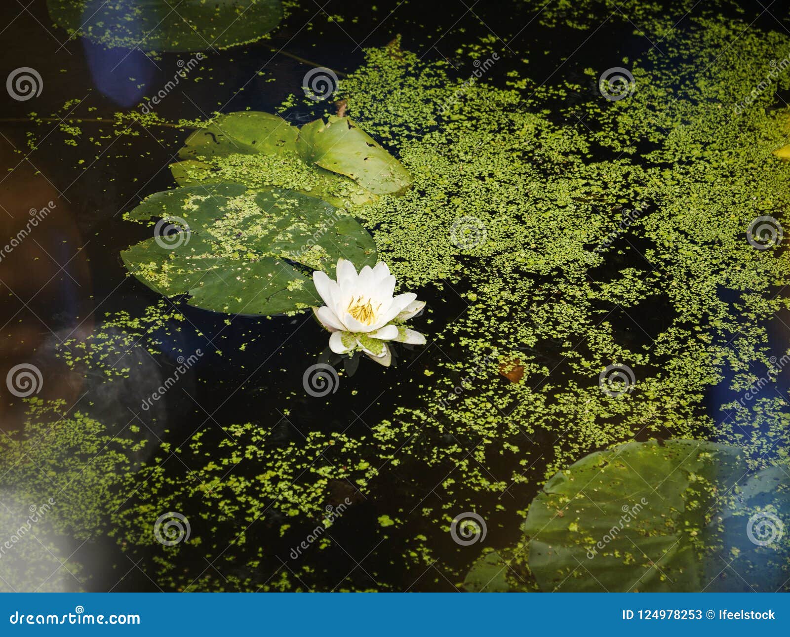 Seeroseblume Im Teichwasser Stockbild Bild von park, klima 124978253