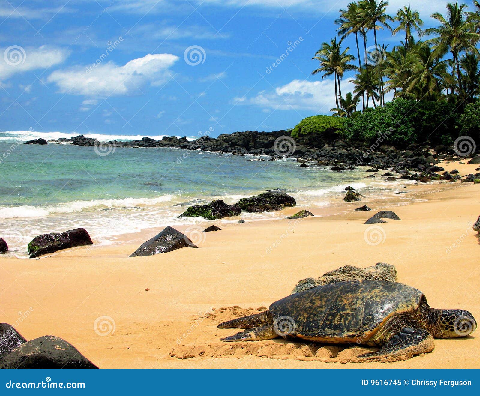 Seeschildkröte-Stillstehen. Eine gefährdete (und föderativ geschützt) grünes Seeschildkröte nimmt einen Bruch von der Schwimmen und aalt sich in der Sonne in Hawaii