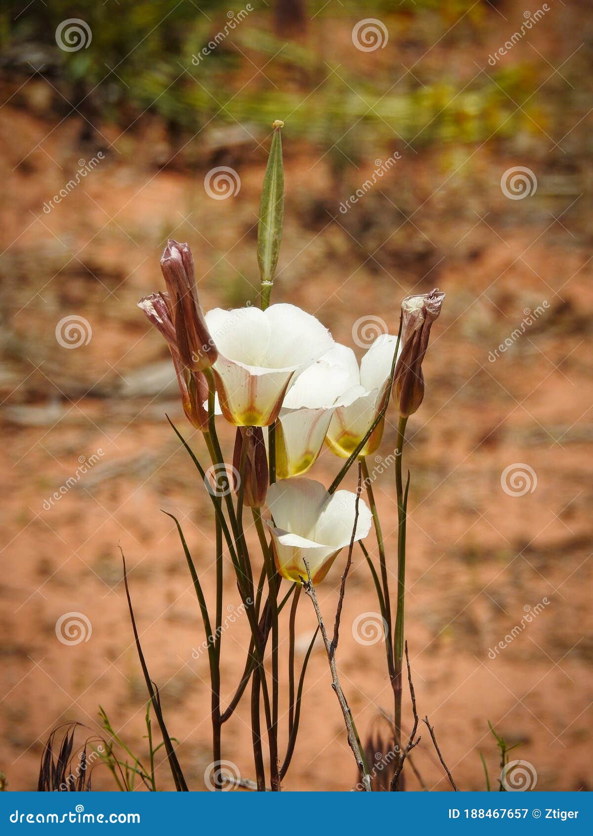 18 Sego Lily Photos Free Royalty Free Stock Photos From Dreamstime