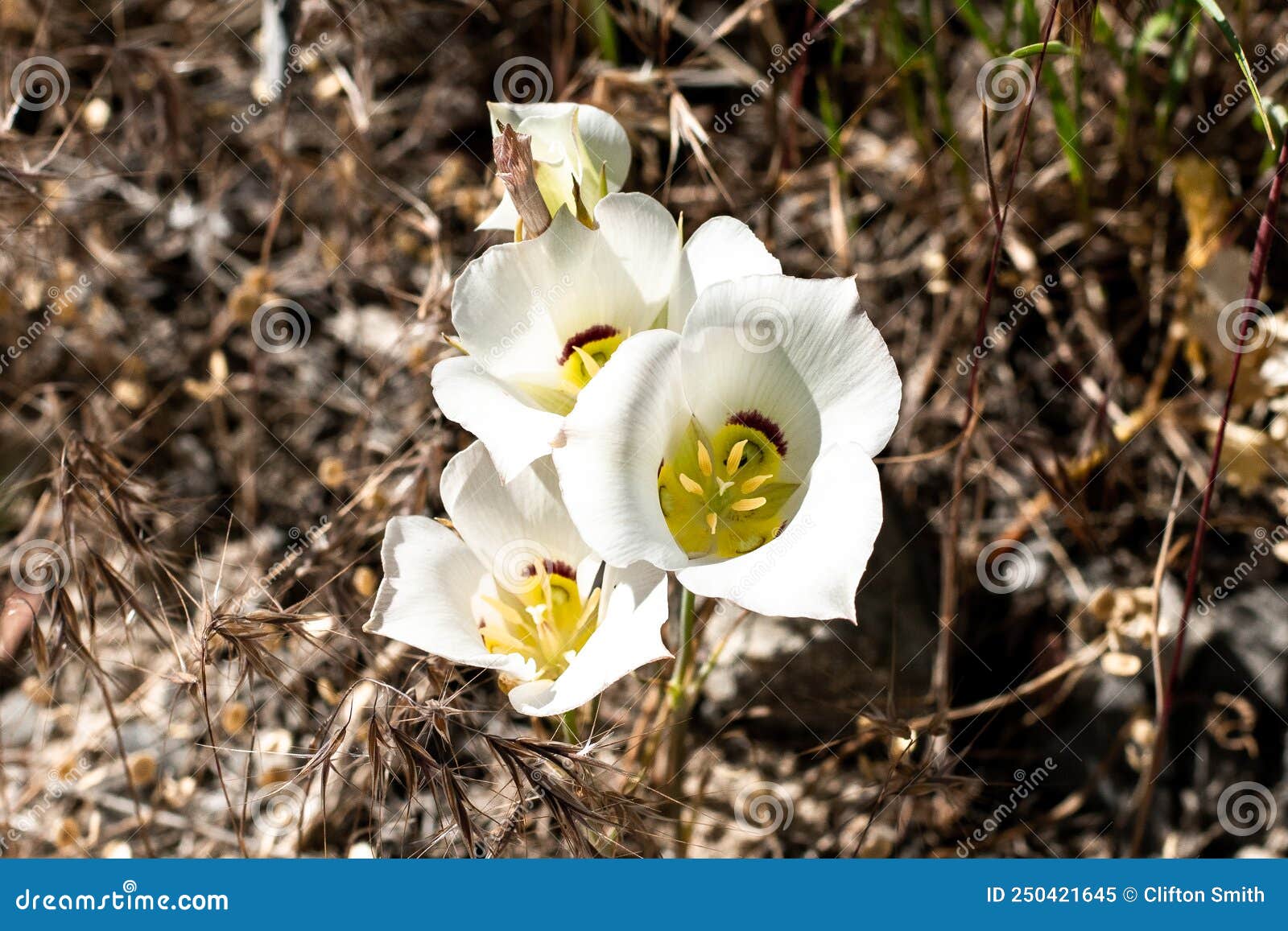 Native Sego Lily Flower Closeup Stock Image Image of city, lake