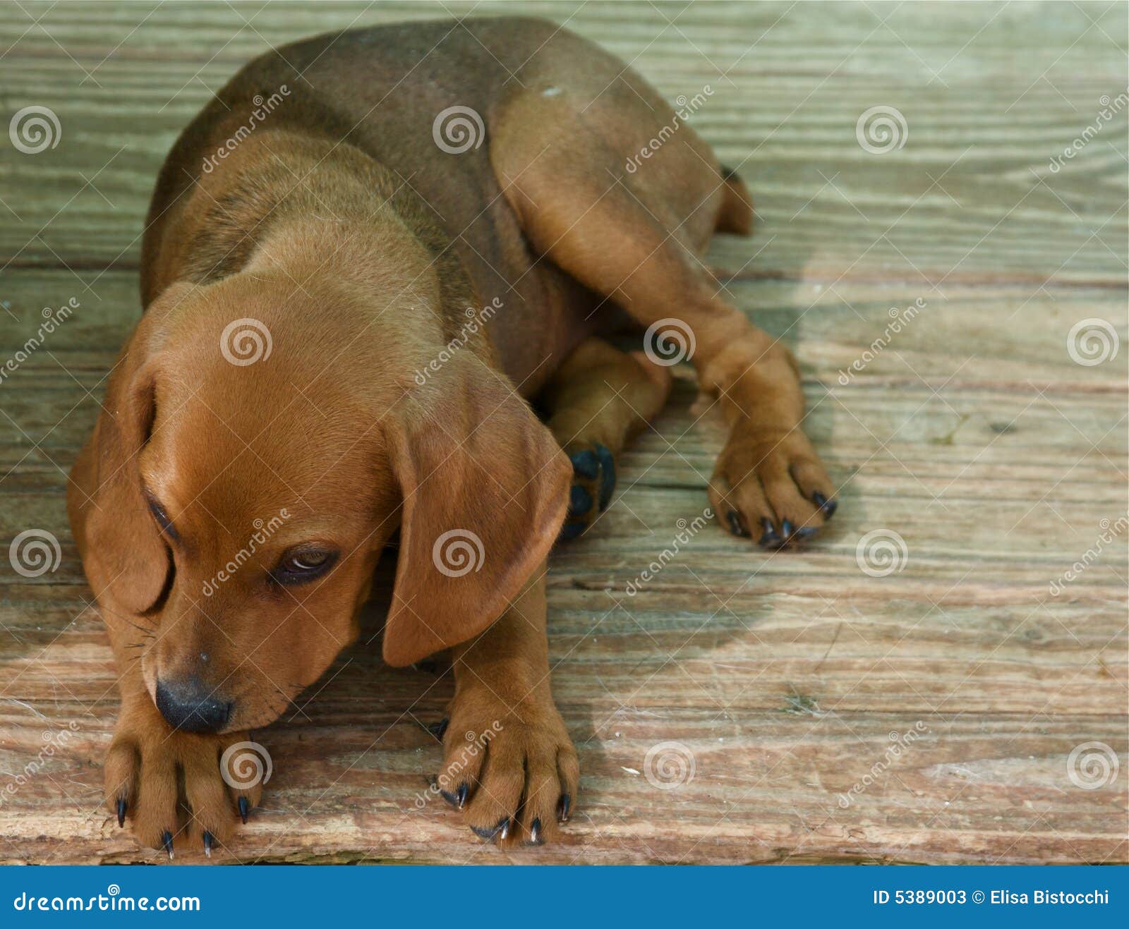 Segugio maremmano, Hund stockbild. Bild von schönheit 5389003