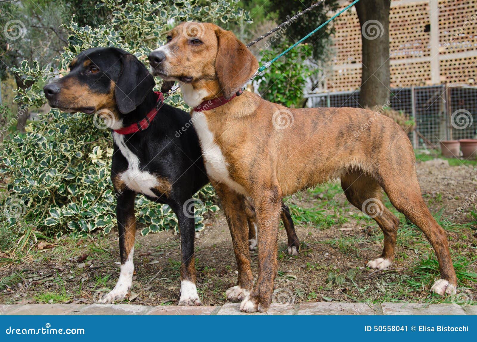 Segugio Zwei Maremmano Hund Auf Leinen Stockbild Bild von hund, jagd