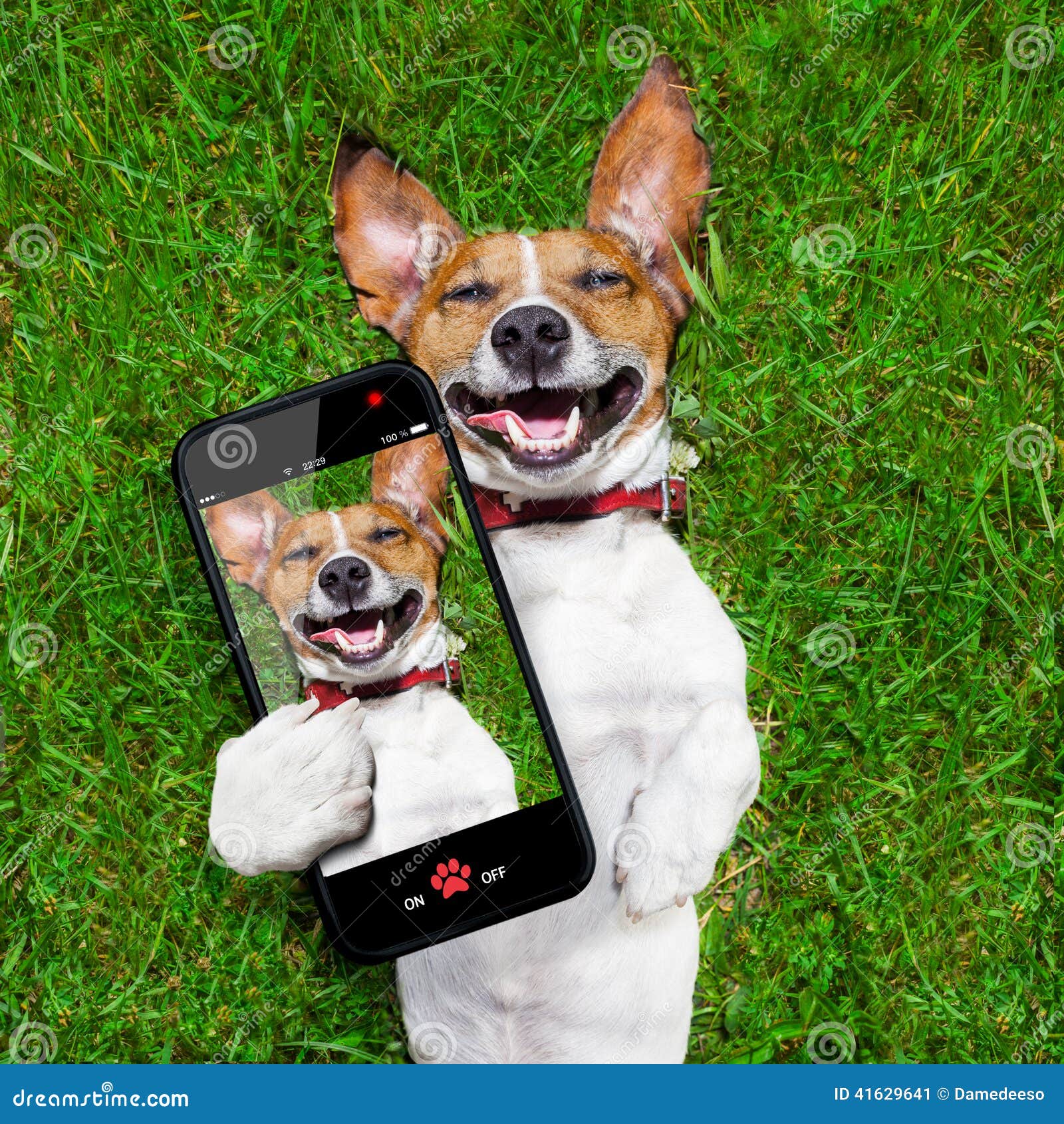 Sehr lustiger Hund stockbild Bild von frisch tier Sehr lustiger Hund stockbild Bild von frisch tier