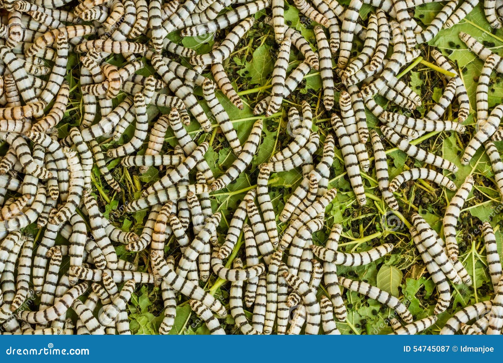 Seidenraupen stockbild. Bild von motte, kokon, hintergrund - 54745087