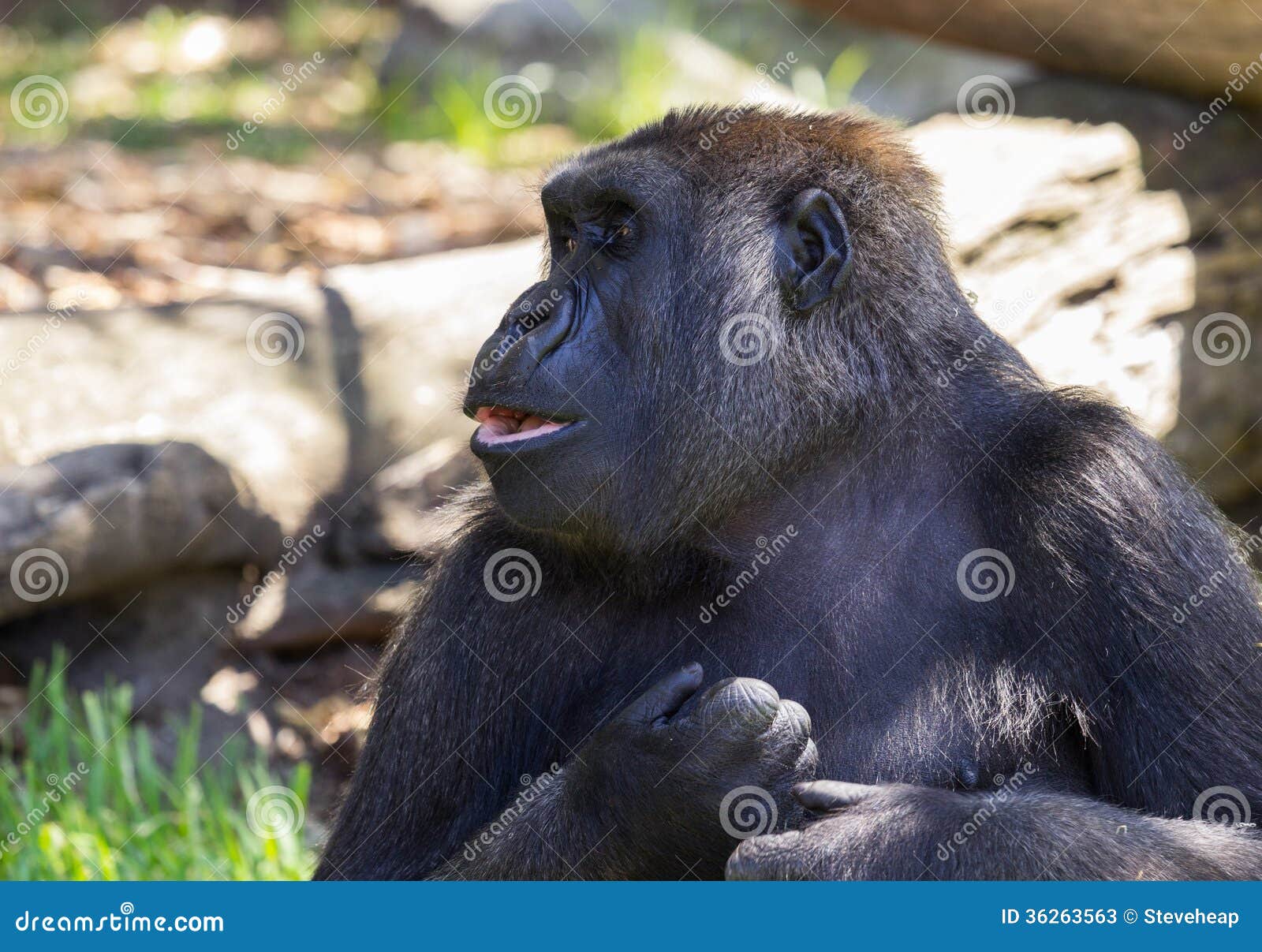 Seitenansicht Des Gorillas Im Zoo Stockbild Bild Von Nahaufnahme Portrat 36263563