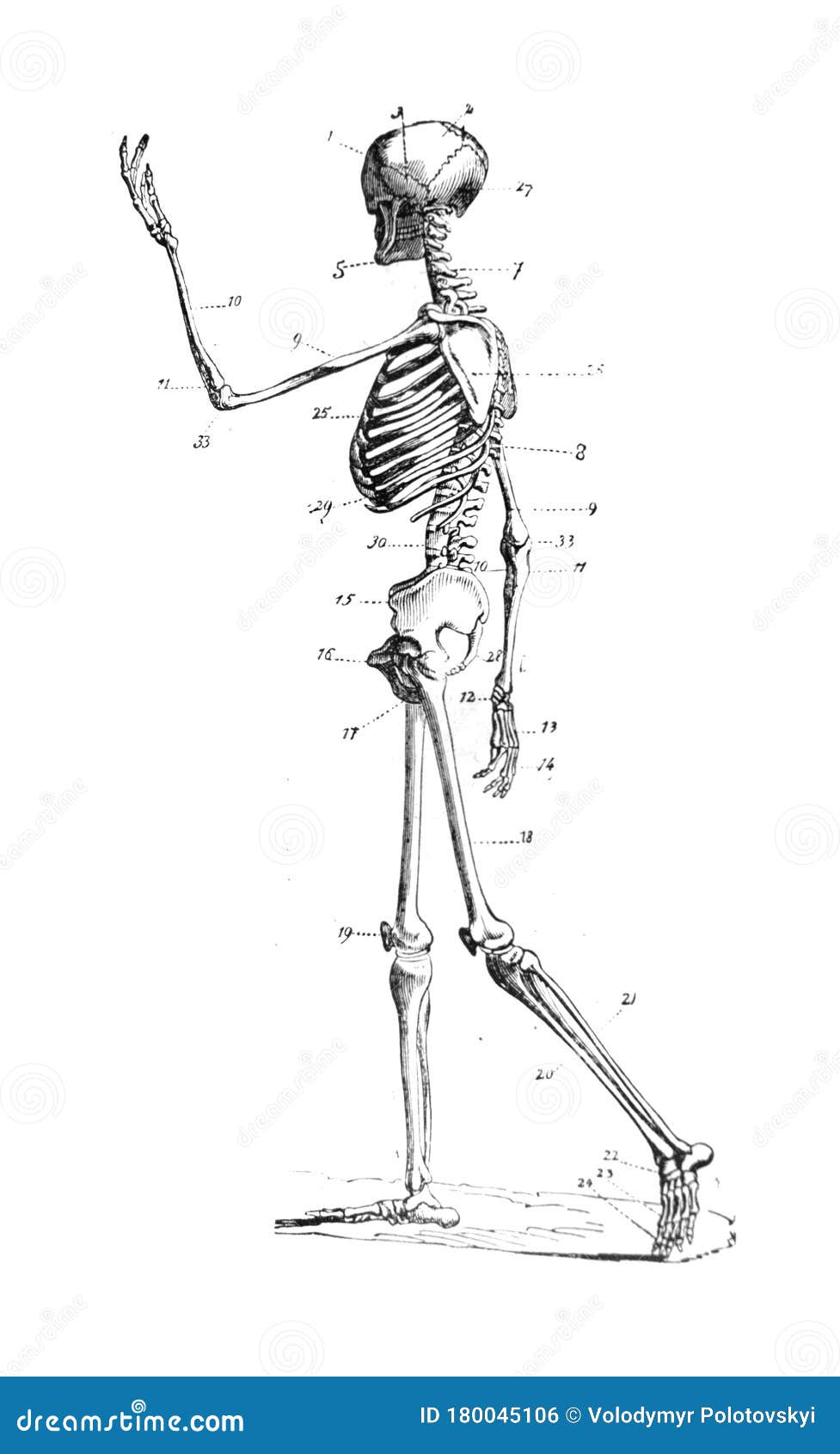 149000 Körper ensenada Weiß 6u playmobil body skelet Skelett 
