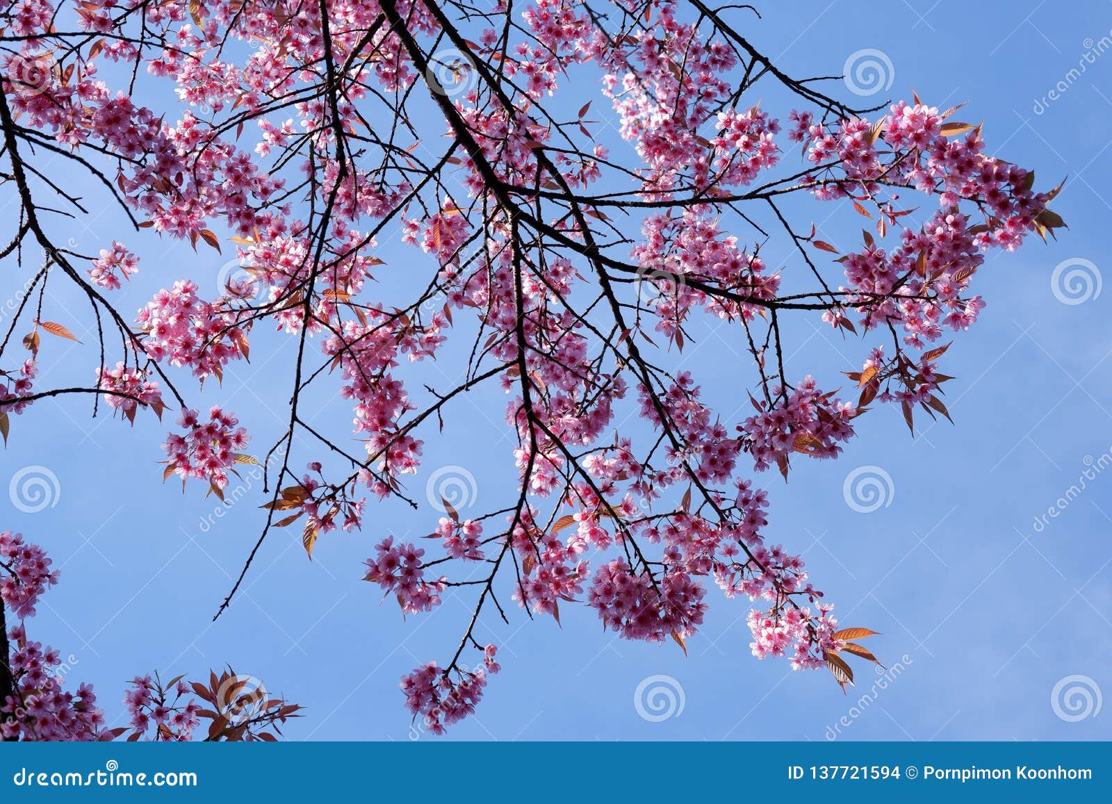 select focus of pink wild himalayan cherry flowers