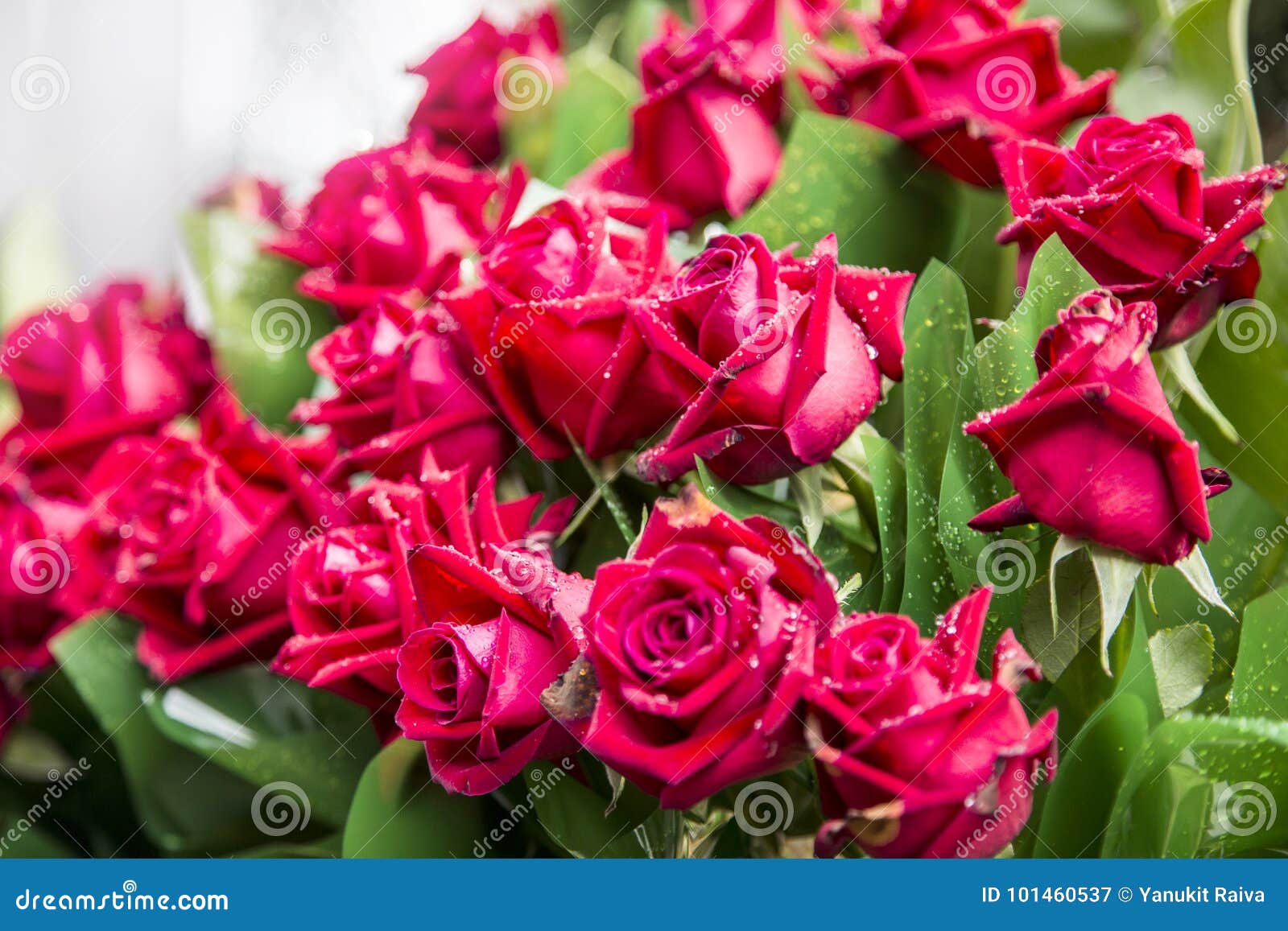 Real Red Rose Flower and Green Plastic Stock Image - Image of decoration,  love: 101460537