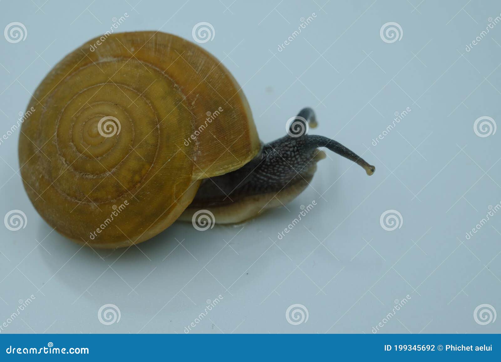 Select a Focus Snail. it is an Indicator of the Humidity of the Air