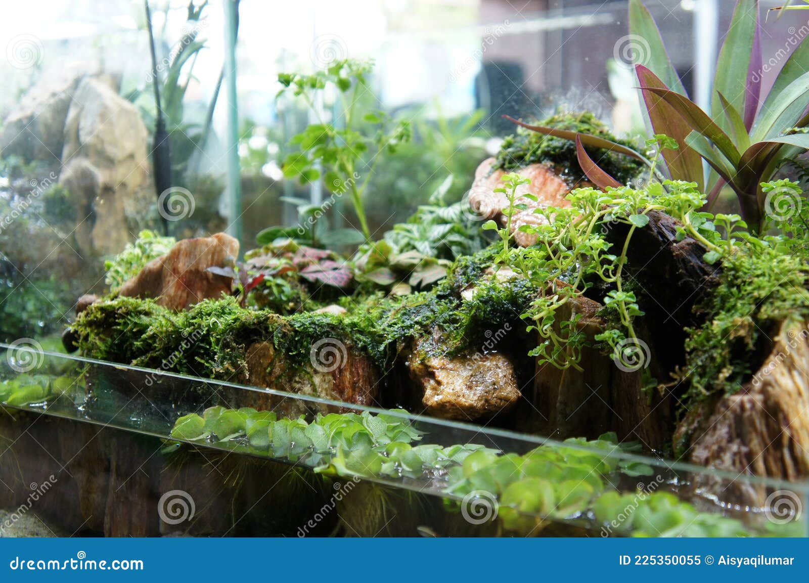 Selected of Aquascape and Terrarium Design in Small Glass Aquarium Stock Image - Image of display, decoration: 225350055