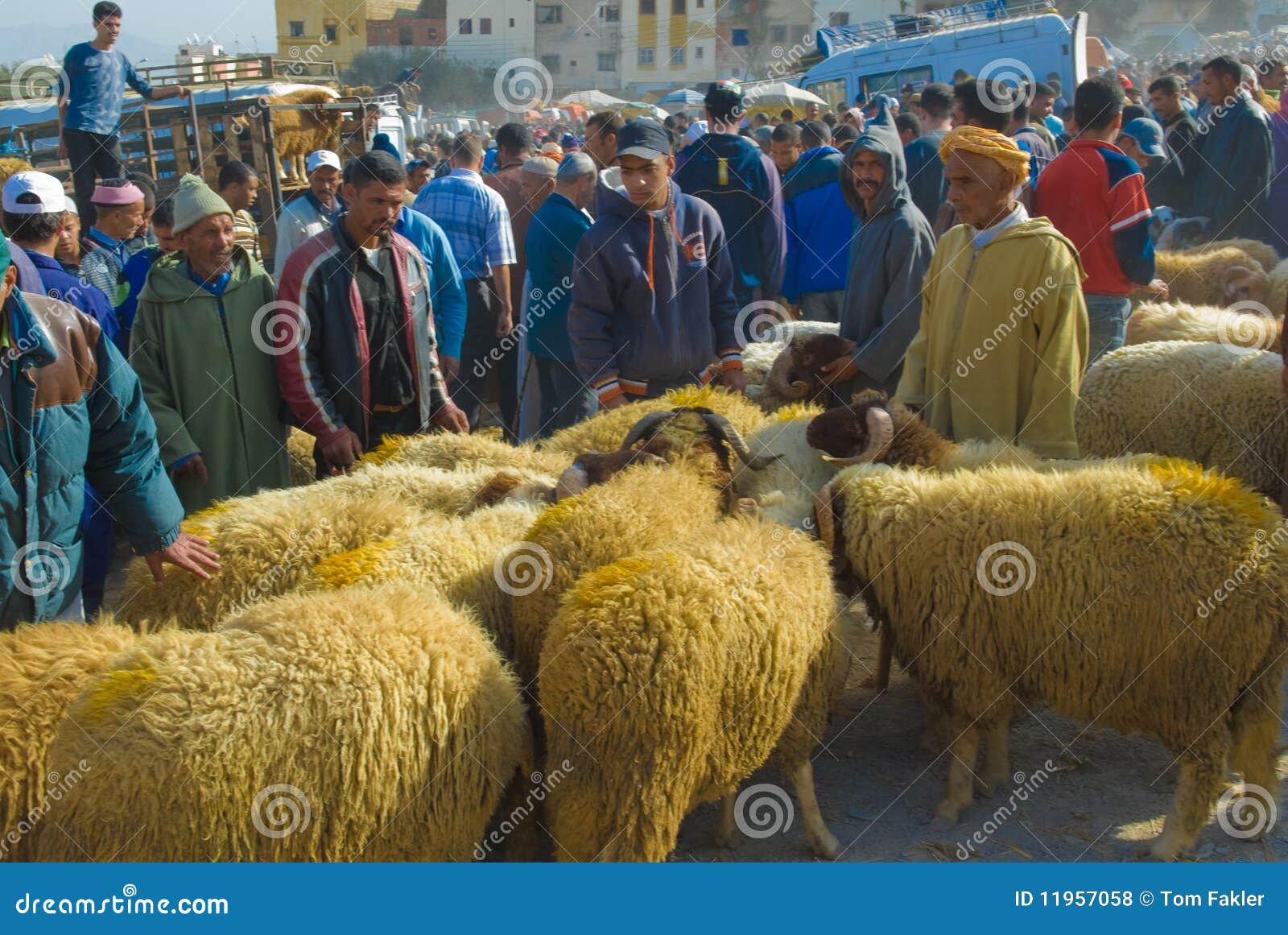 Selecting A Sheep For The Sacrifice Of Eid Al-Adha 