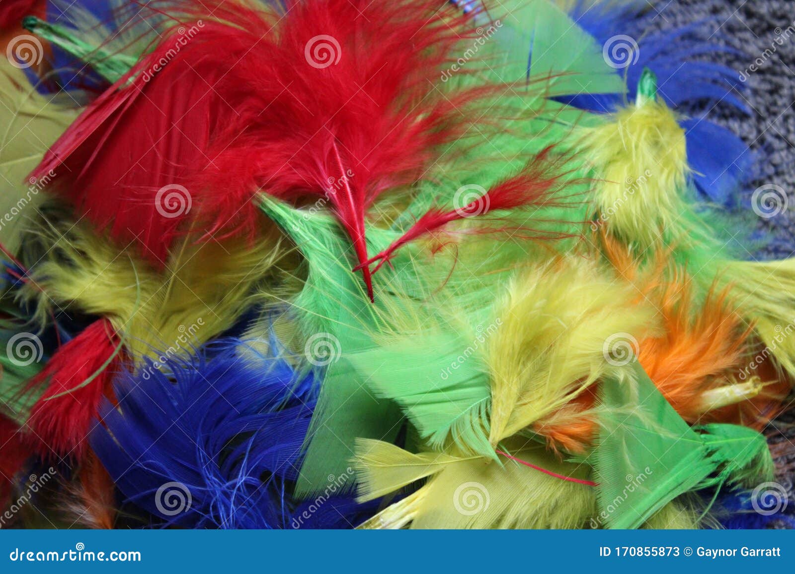 A Selection of Coloured Feathers Stock Image - Image of feathery ...