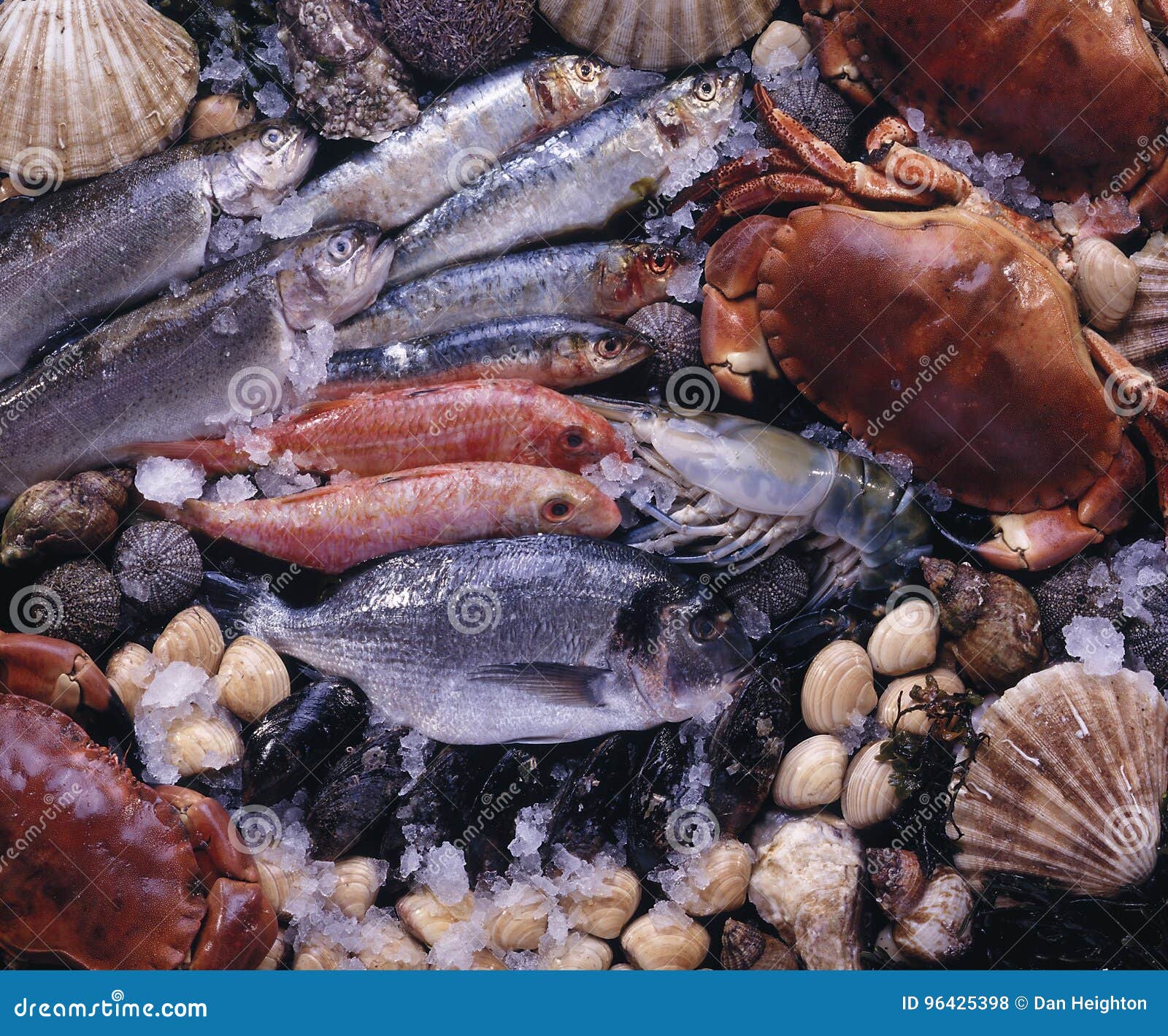 Selection of Freshly Caught Seafood Stock Photo Image of flavoring