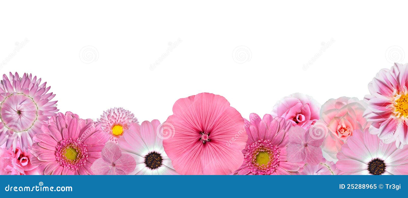 Selection Of Various Pink White Flowers Row Royalty Free Stock Photo