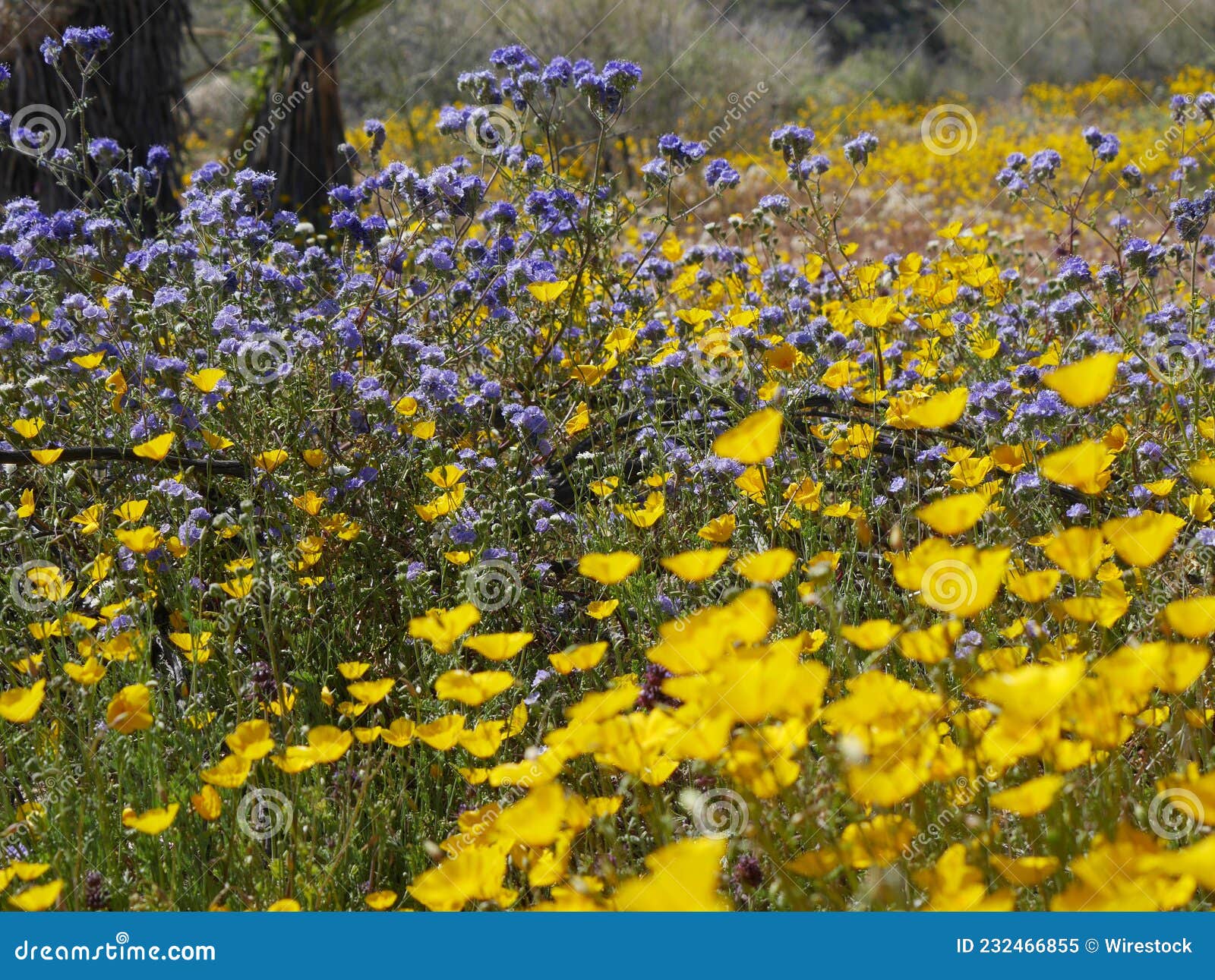 Selective of a Beautiful Field with Blooming Wildflowers in California