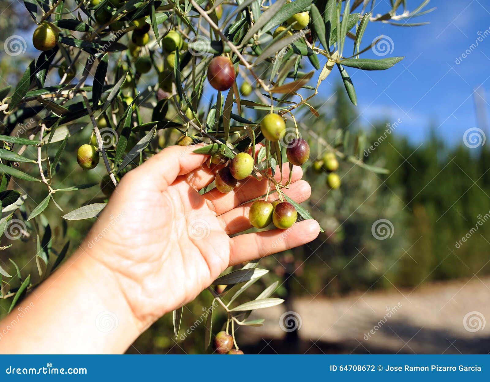 Manzanilla Olive Tree Stock Photos - Free & Royalty-Free Stock