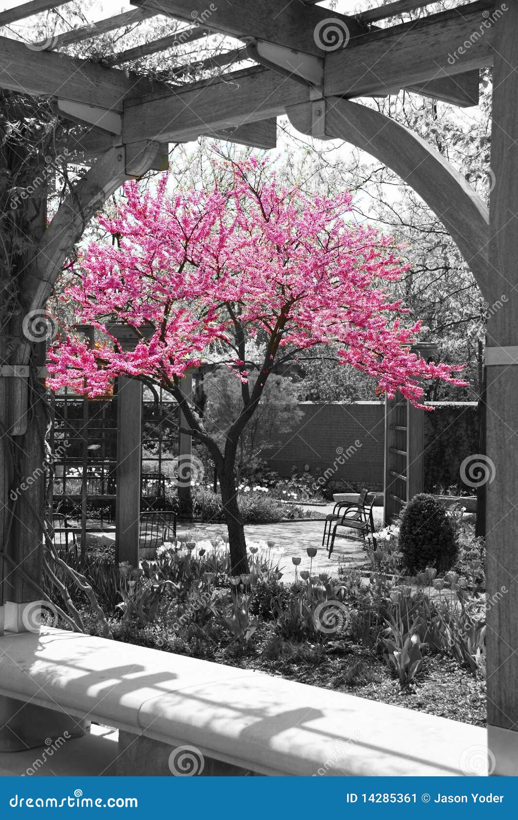 Selective Color Flowers stock image. Image of natural - 14285361