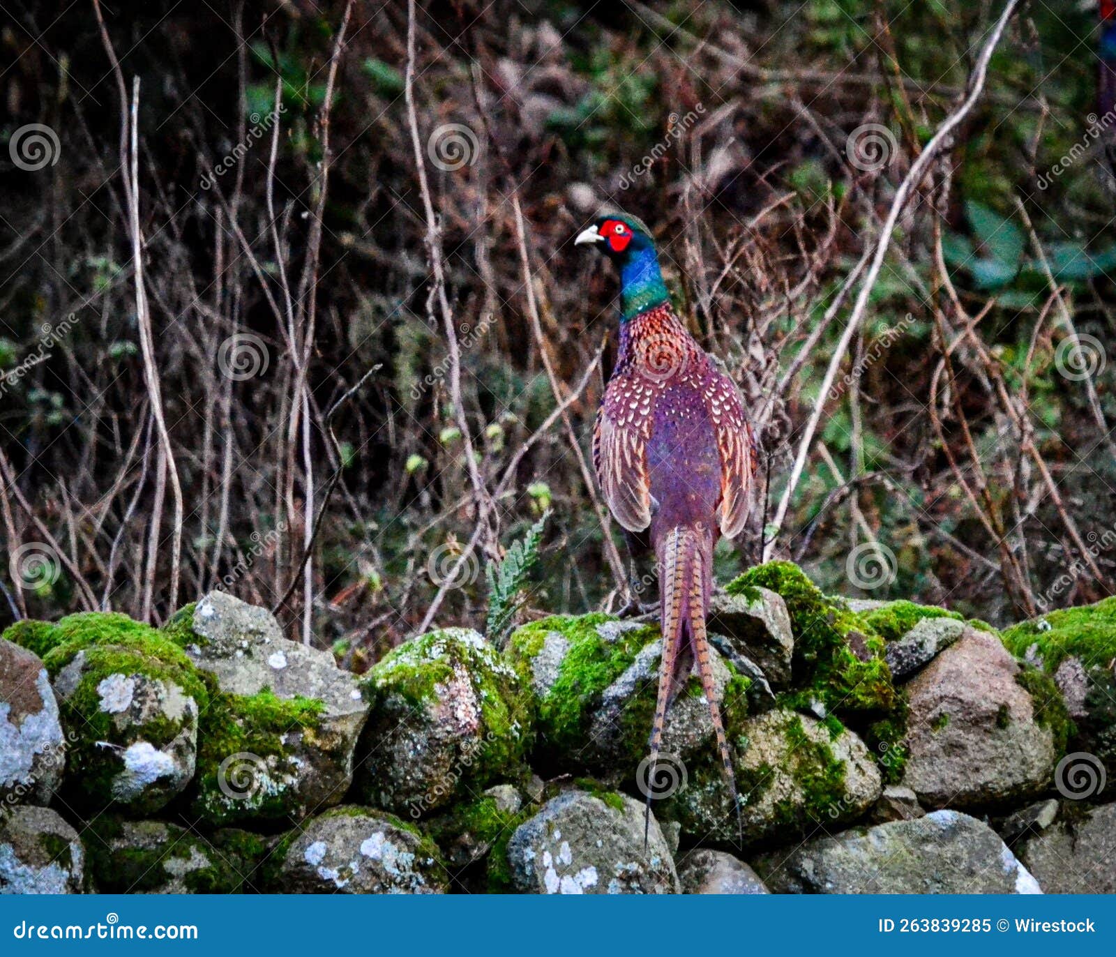 selective of a common pheasant (phasianus colchicus) on mossy stones