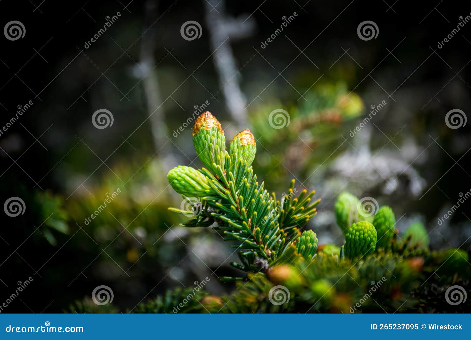 selective focus of abies firma on a blurry background