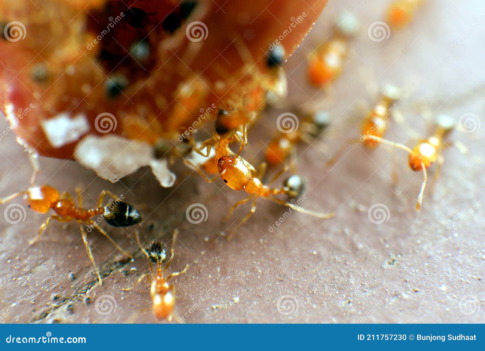 Selective Focus Ants are Eating Nuts on the Ground Stock Photo Image