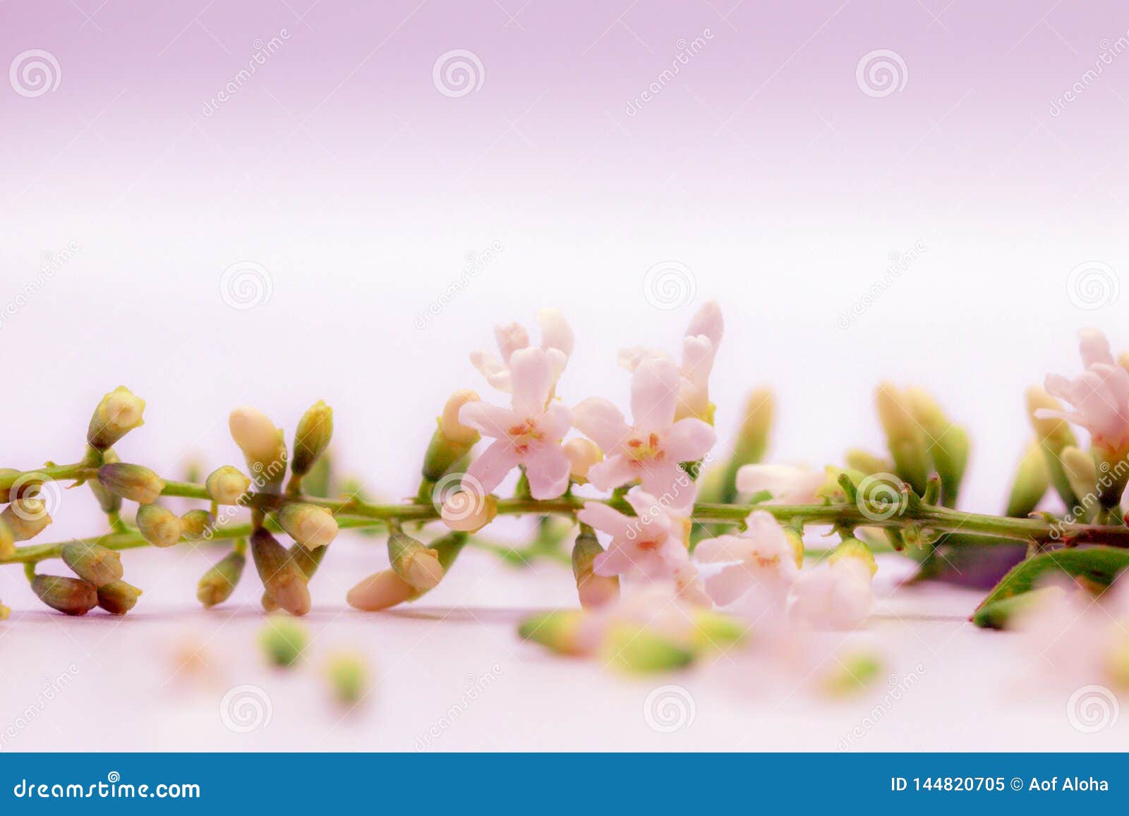 selective focus chinese rose flower or citharexylum spinosum flowers on isolate white background.common names include florida fidd