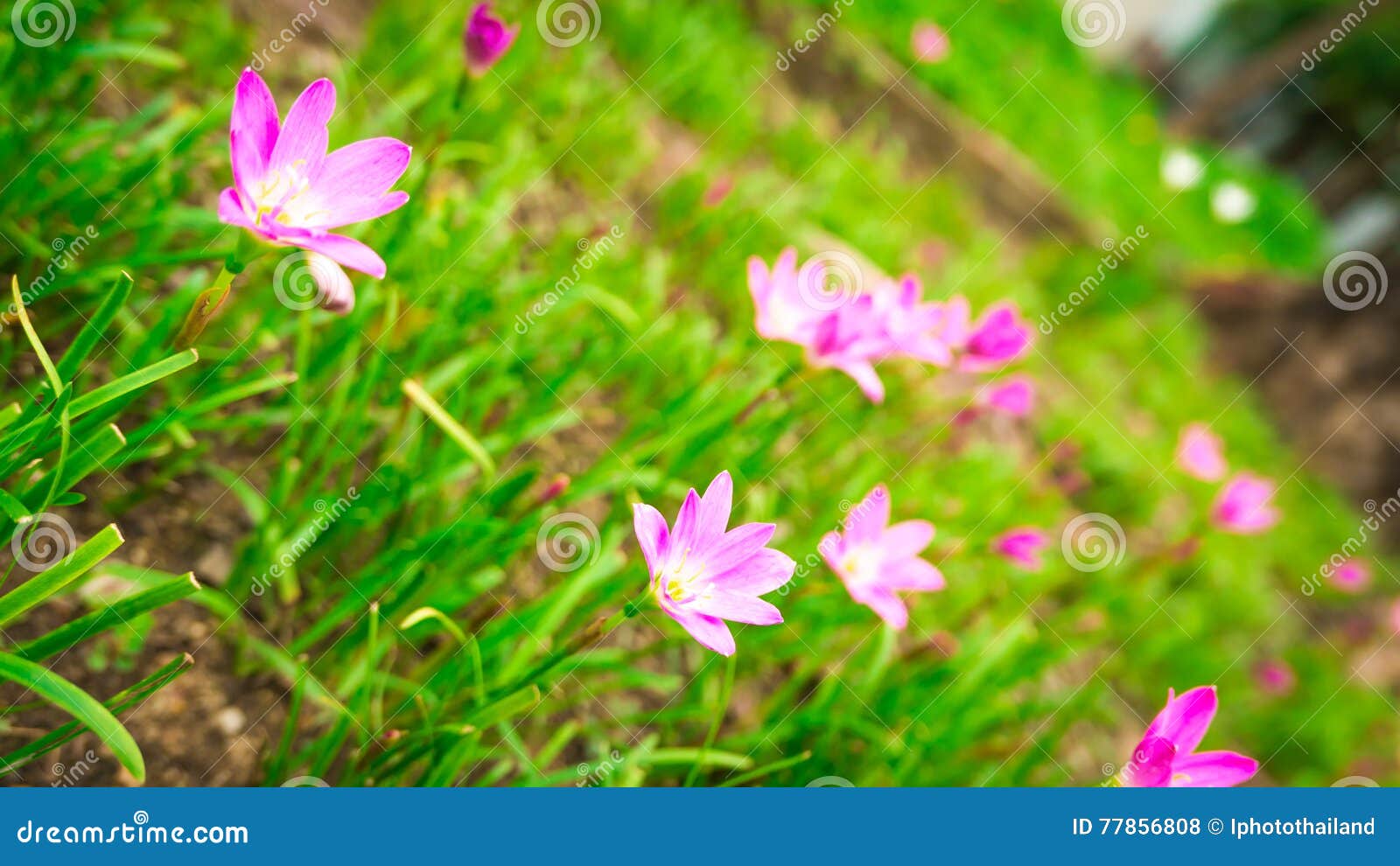 Selective Focus. Beautiful Pink Rain Lily / Lotus Soil in the Garden after Raining Stock Photo
