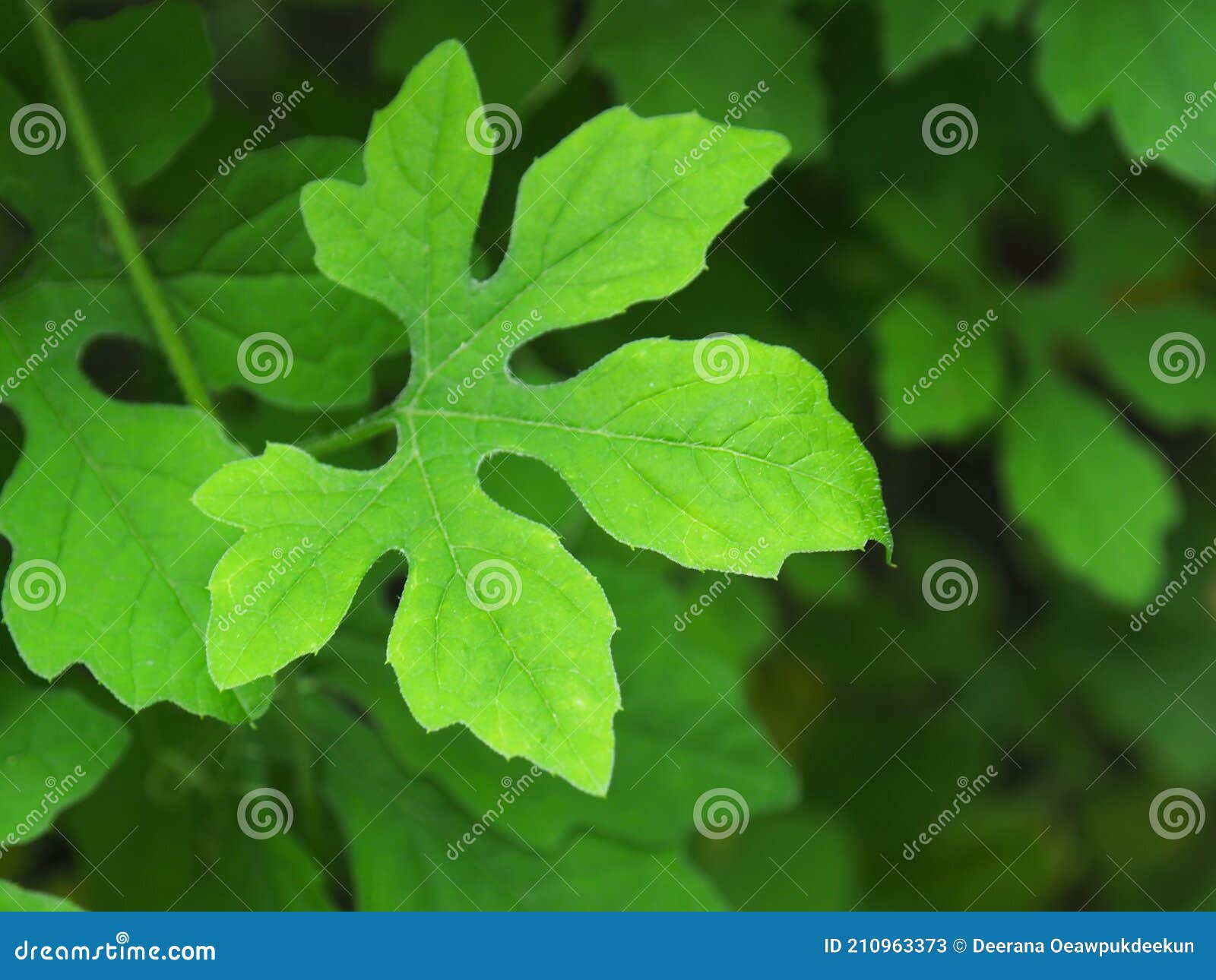 Selective Focus the Bitter Gourd Leaf is a Small Indigenous Vegetable Stock Image Image of