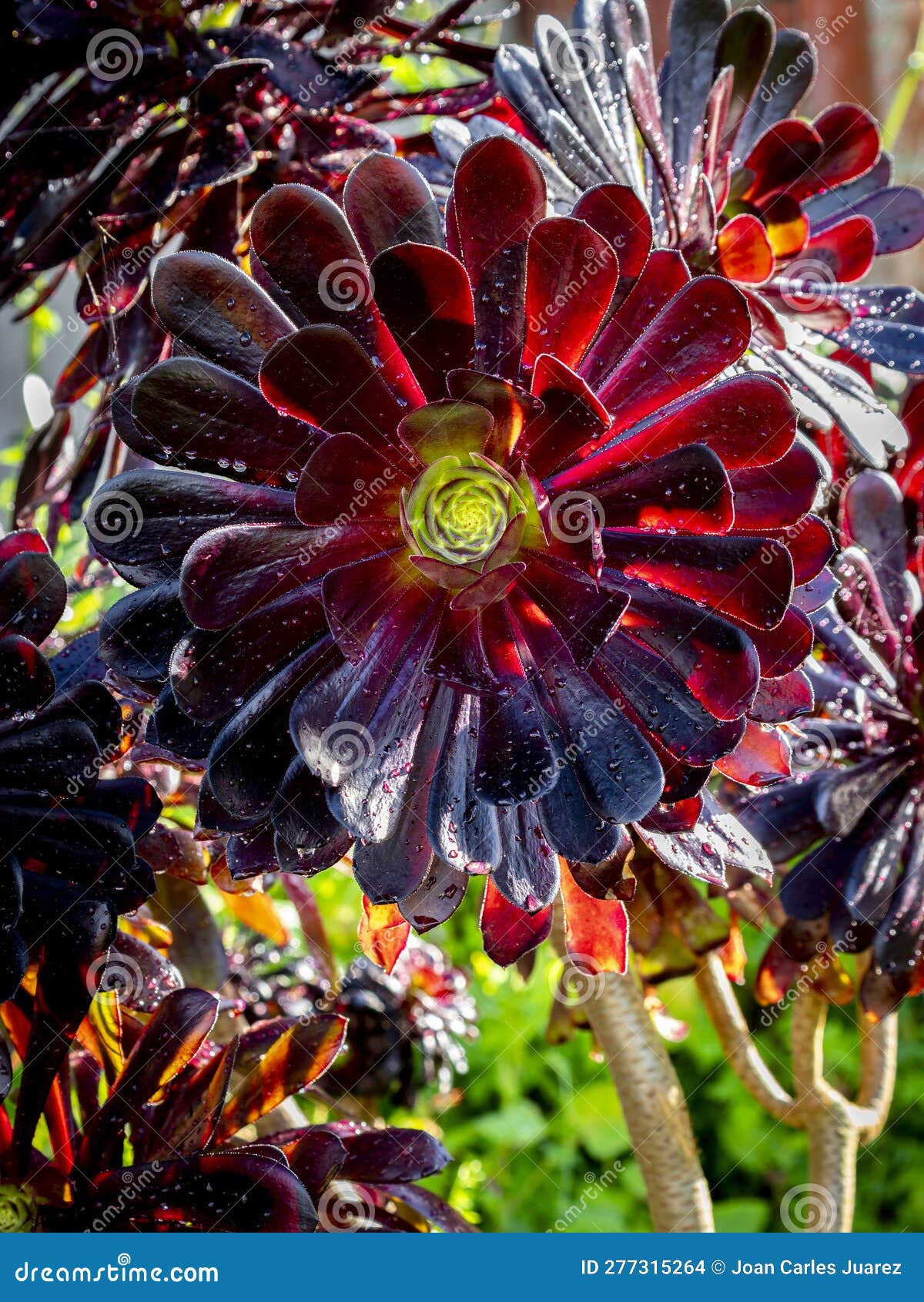 Black Aeonium Arboreum Zwartkop (Black Rose) with Blurred Backgrounf ...