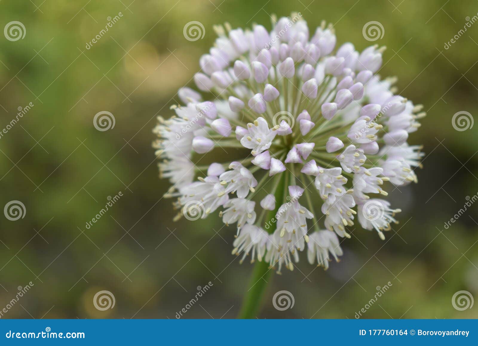Selective Focus On Blooming Onion Flower With Nature Bokeh Background Allium Nigrum Flower Buds In Summer Stock Photo Image Of Nature Bulb 177760164