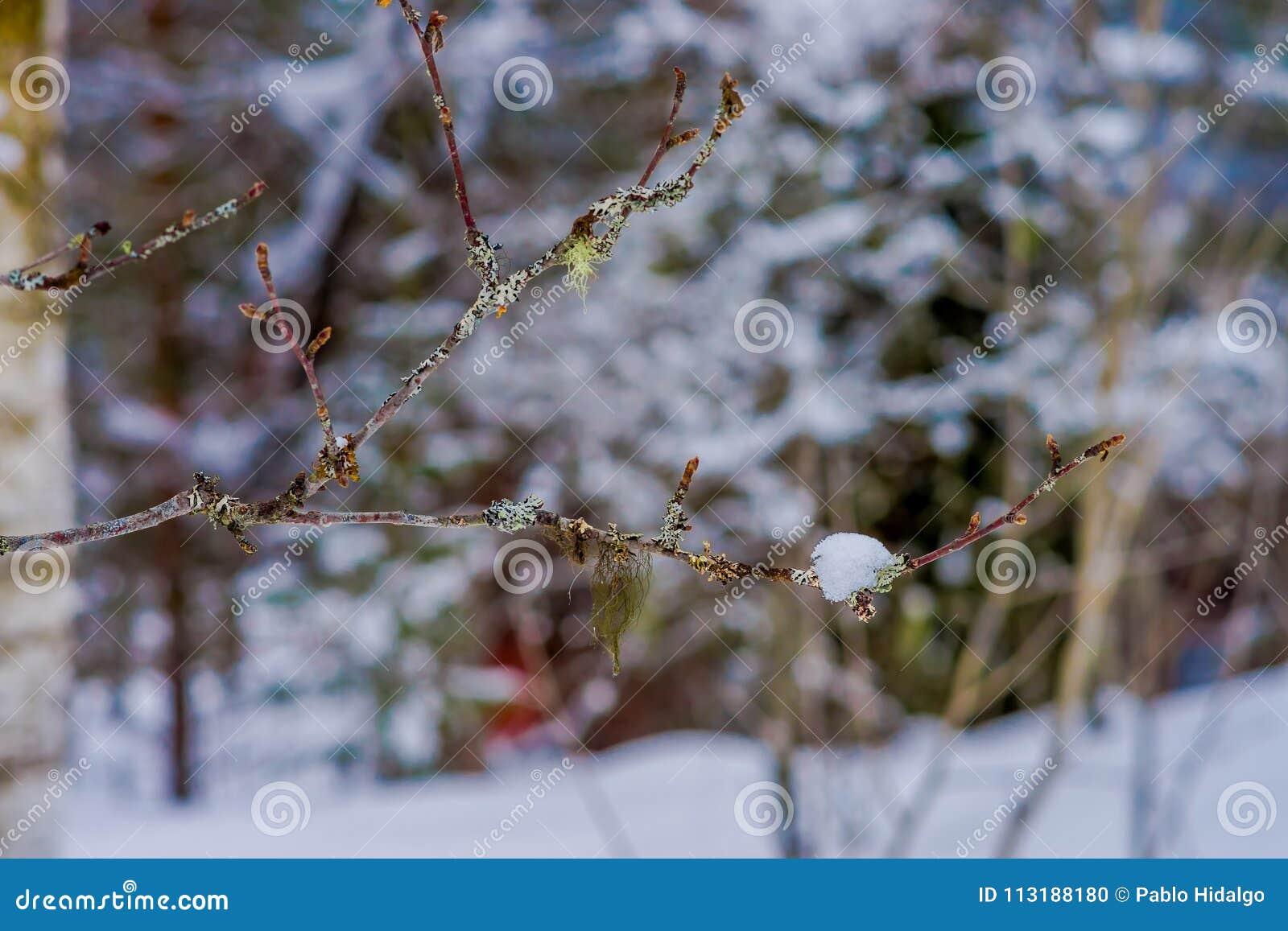 selective focus of branches of pine covered with snow inside the pine forest in norway