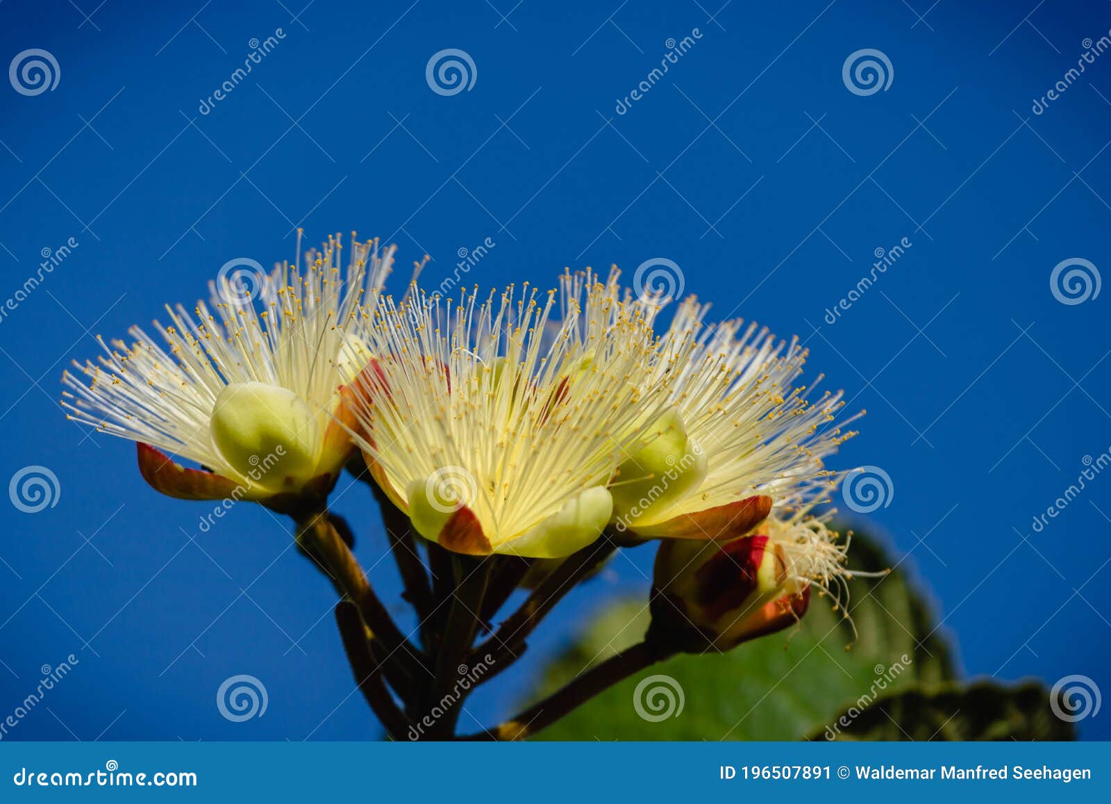 selective focus on bright flowers of souari nut tree caryocar brasiliense on deep blue sky.