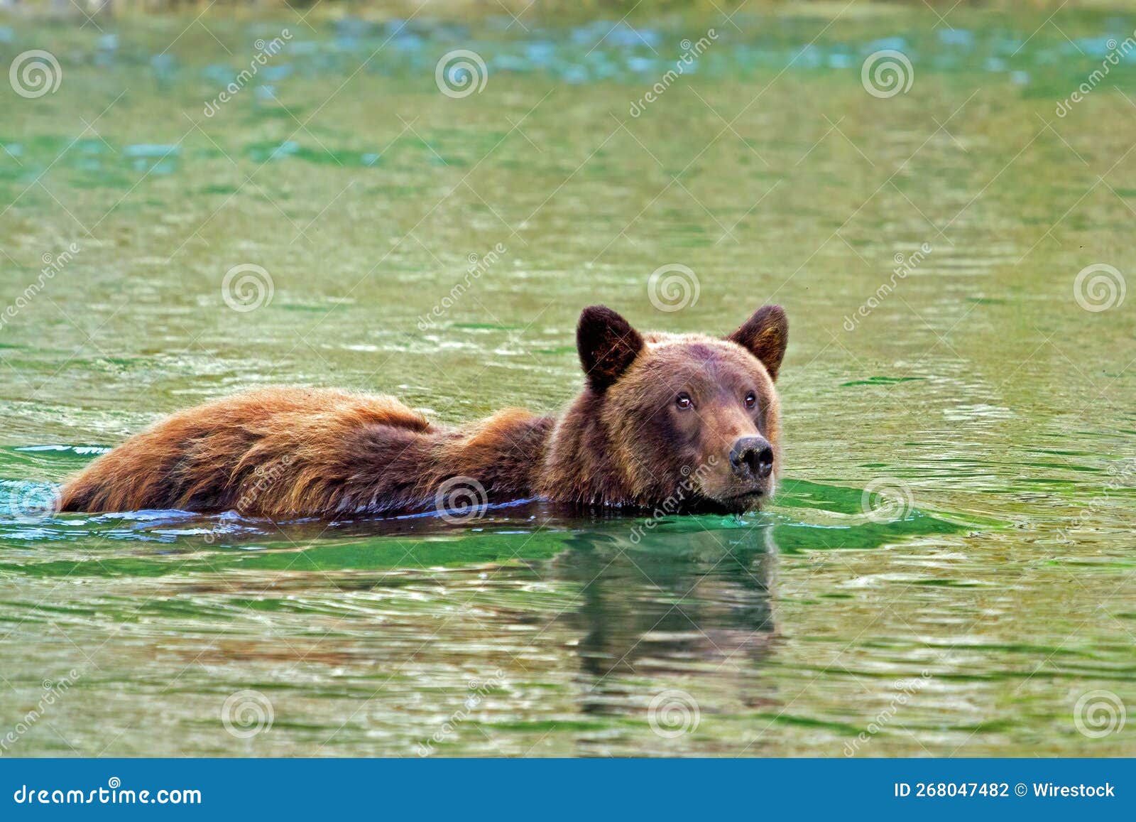 selective focus the brown bear (ursidae) swimming in the lake in the daytime