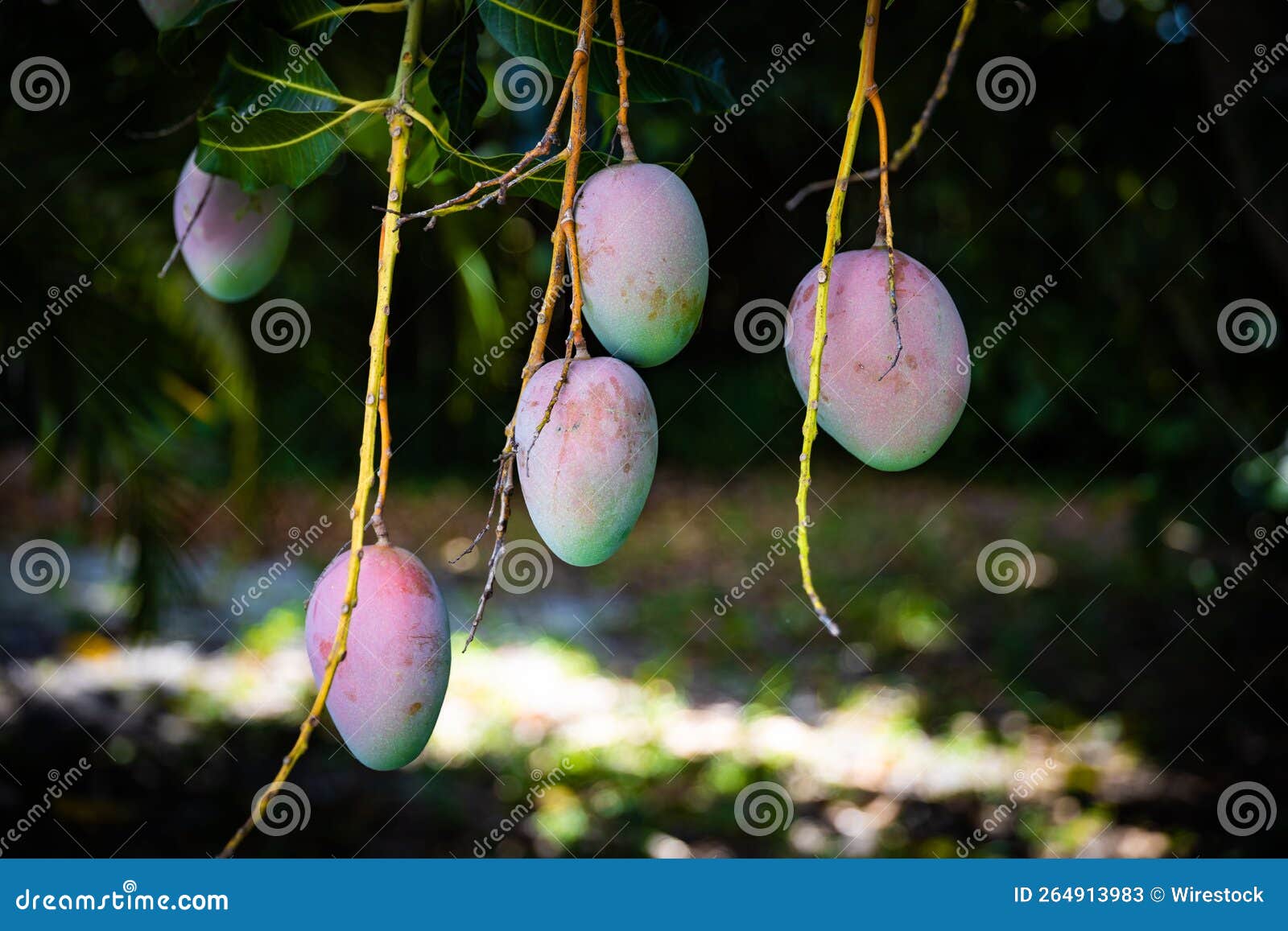 A Bunch Of Mangos Isolated With White Background RoyaltyFree Stock