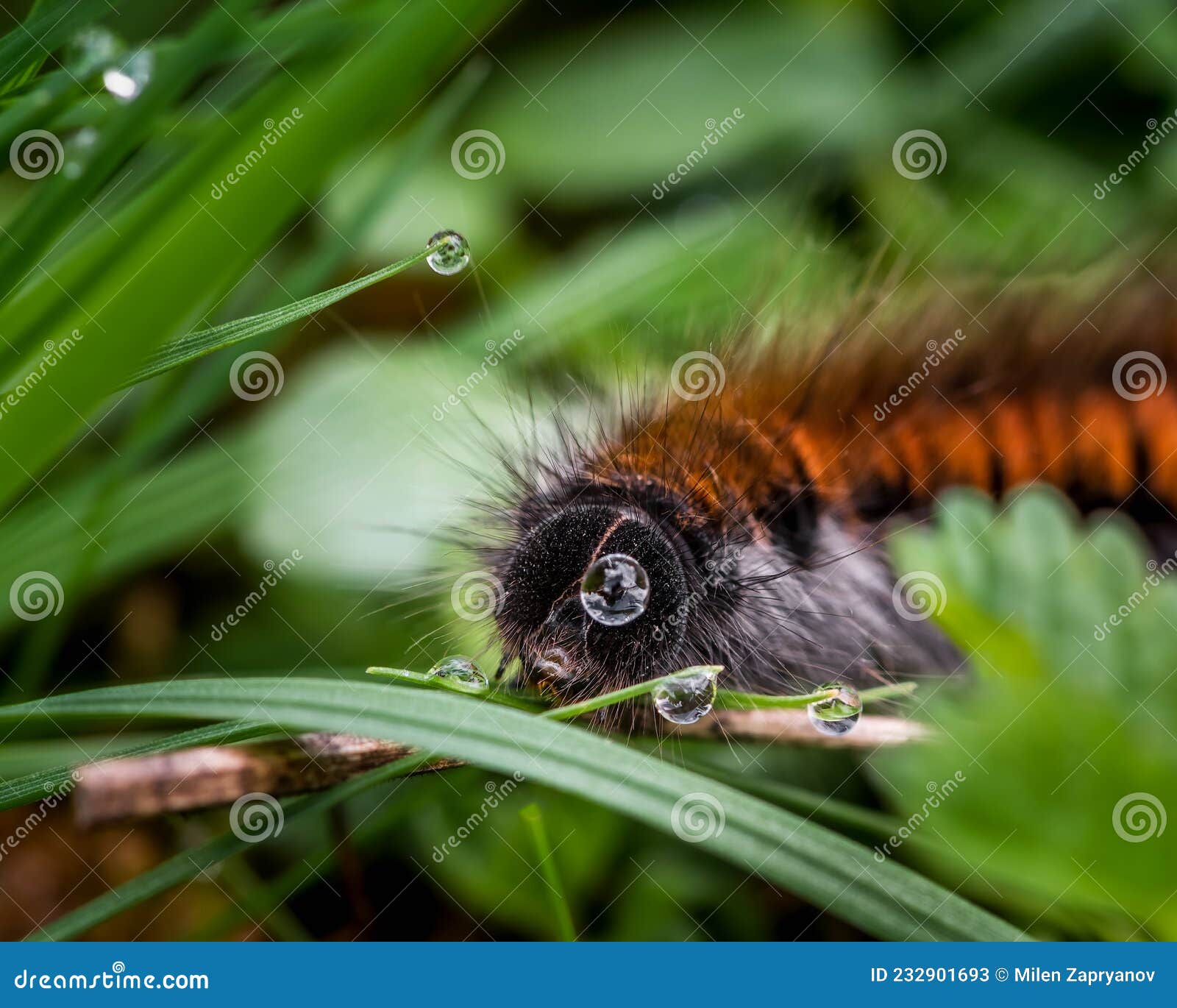 Selective Focus of Caterpillar Eating in the Grass Stock Image Image